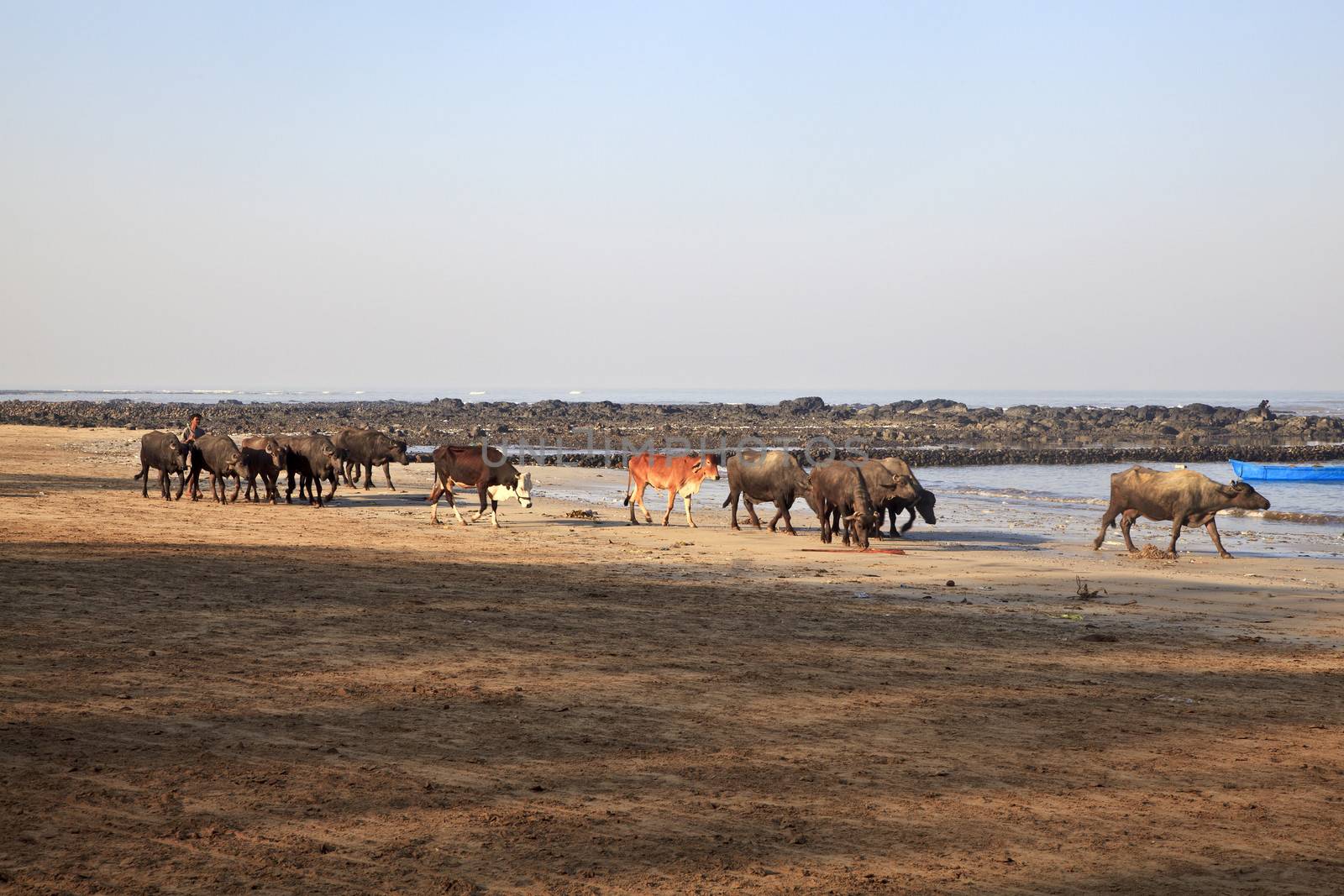 Color horizontal panoramic view of herd of buffaloes and cows at the Manori beach in Bombay, India. Blue skies, calm Arabian Sea and still wind, lovely