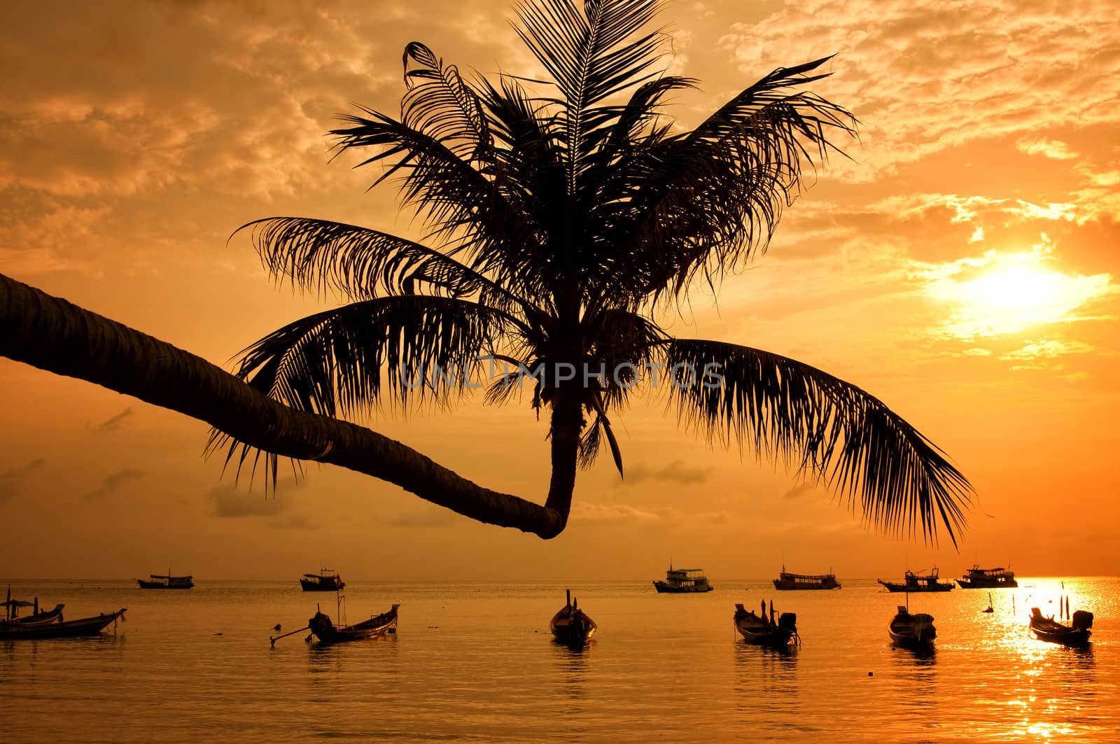 Sunset with palm and boats on tropical beach by johnnychaos