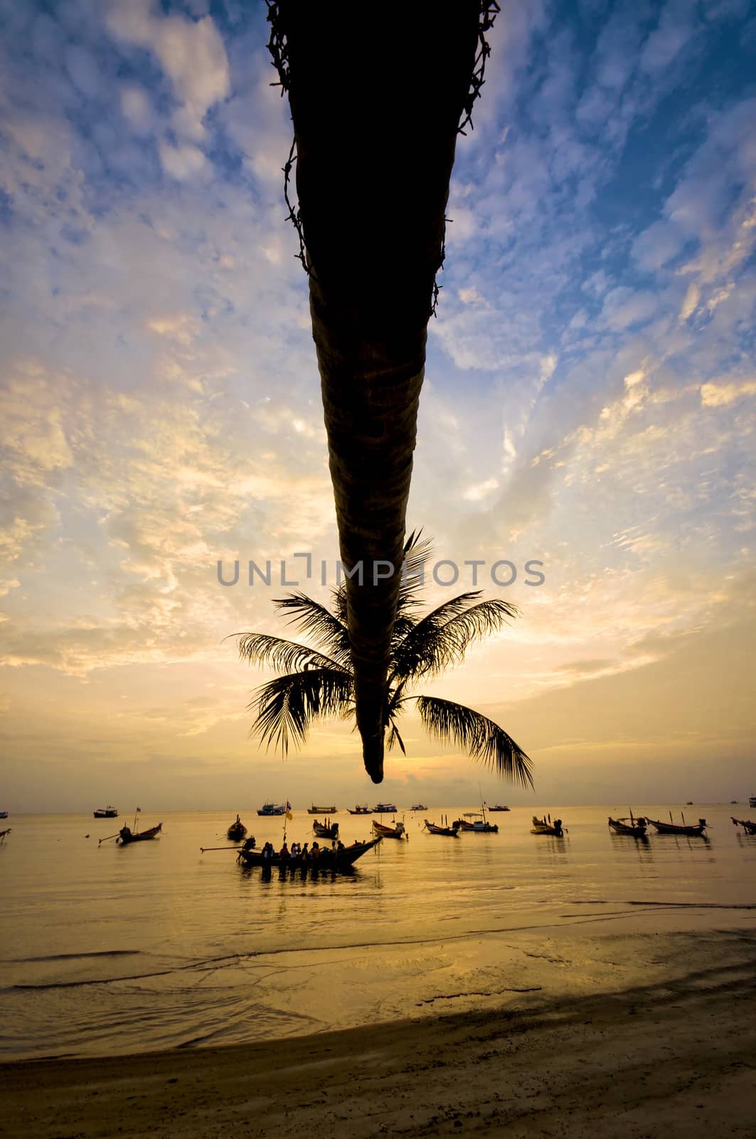 Sunset with palm and boats on tropical beach by johnnychaos