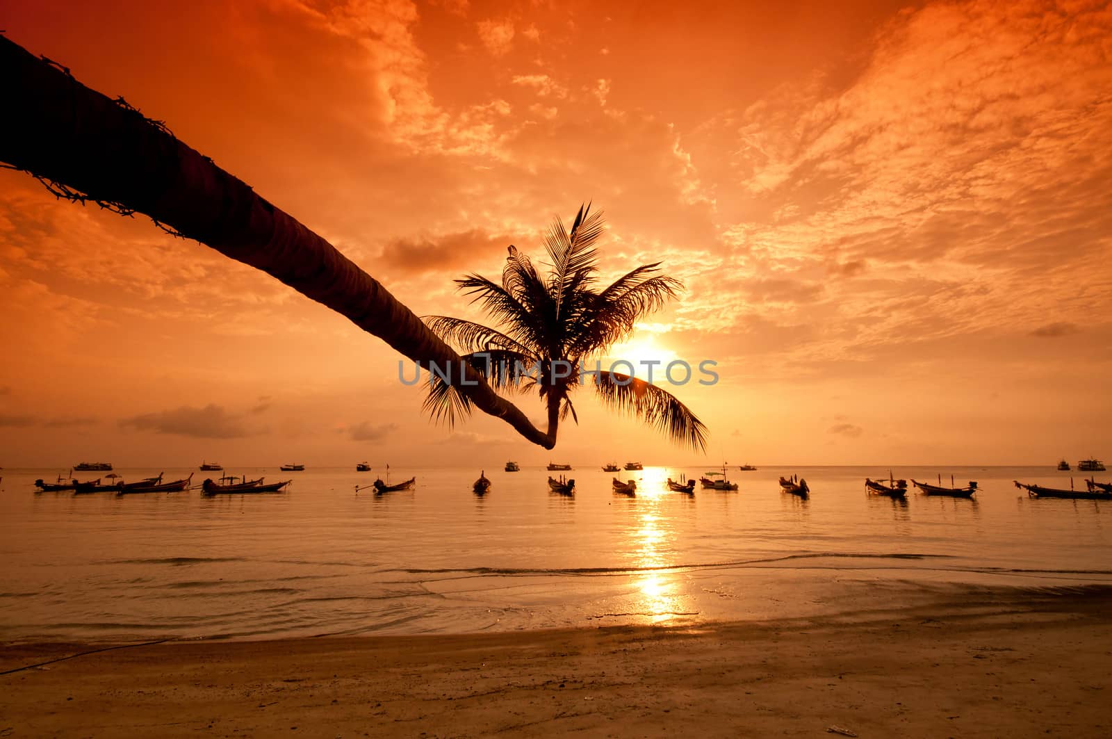 Sunset with palm and boats on tropical beach by johnnychaos