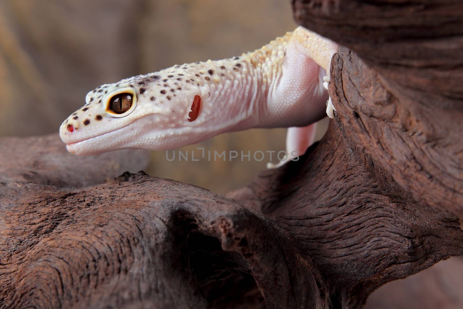 a picture of a fantastic leopard gecko
