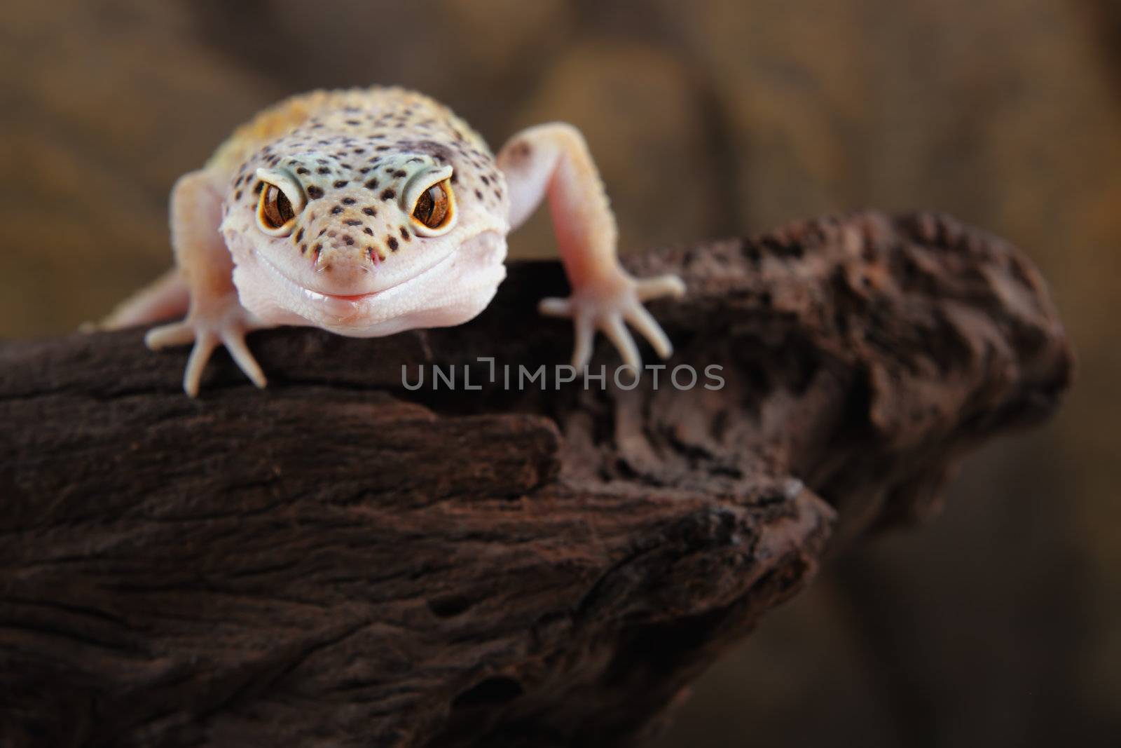picture of a beautiful leopard gecko