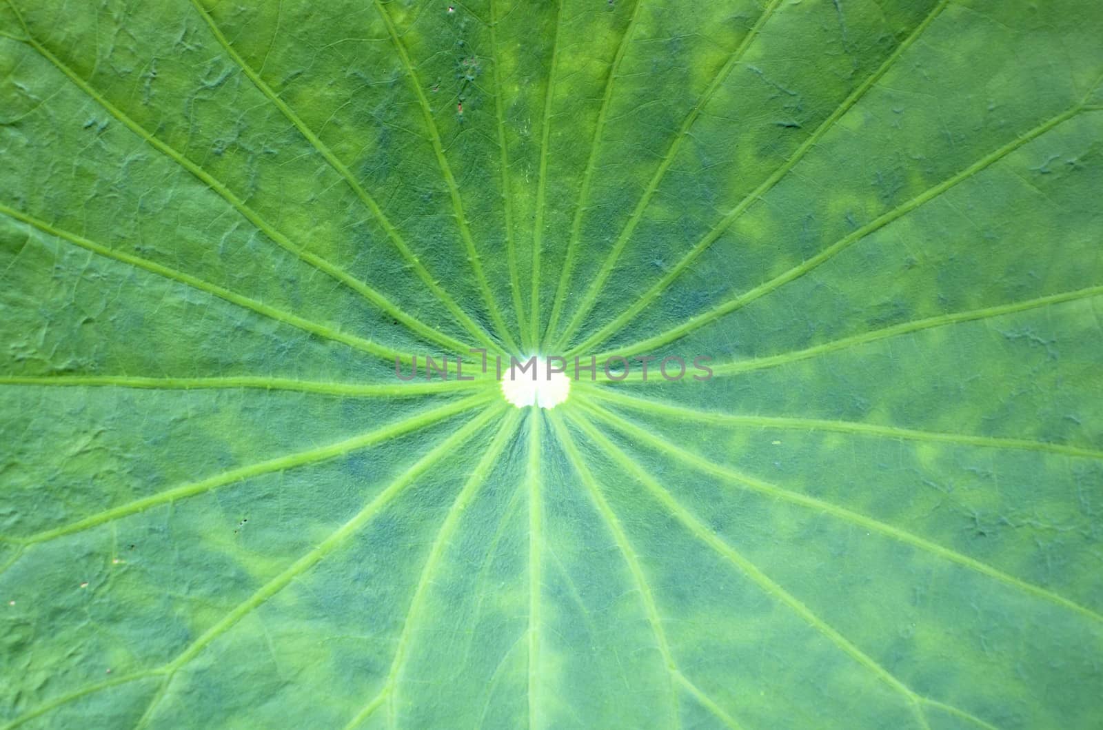 Lotus Leaf Background of green leaves natural.