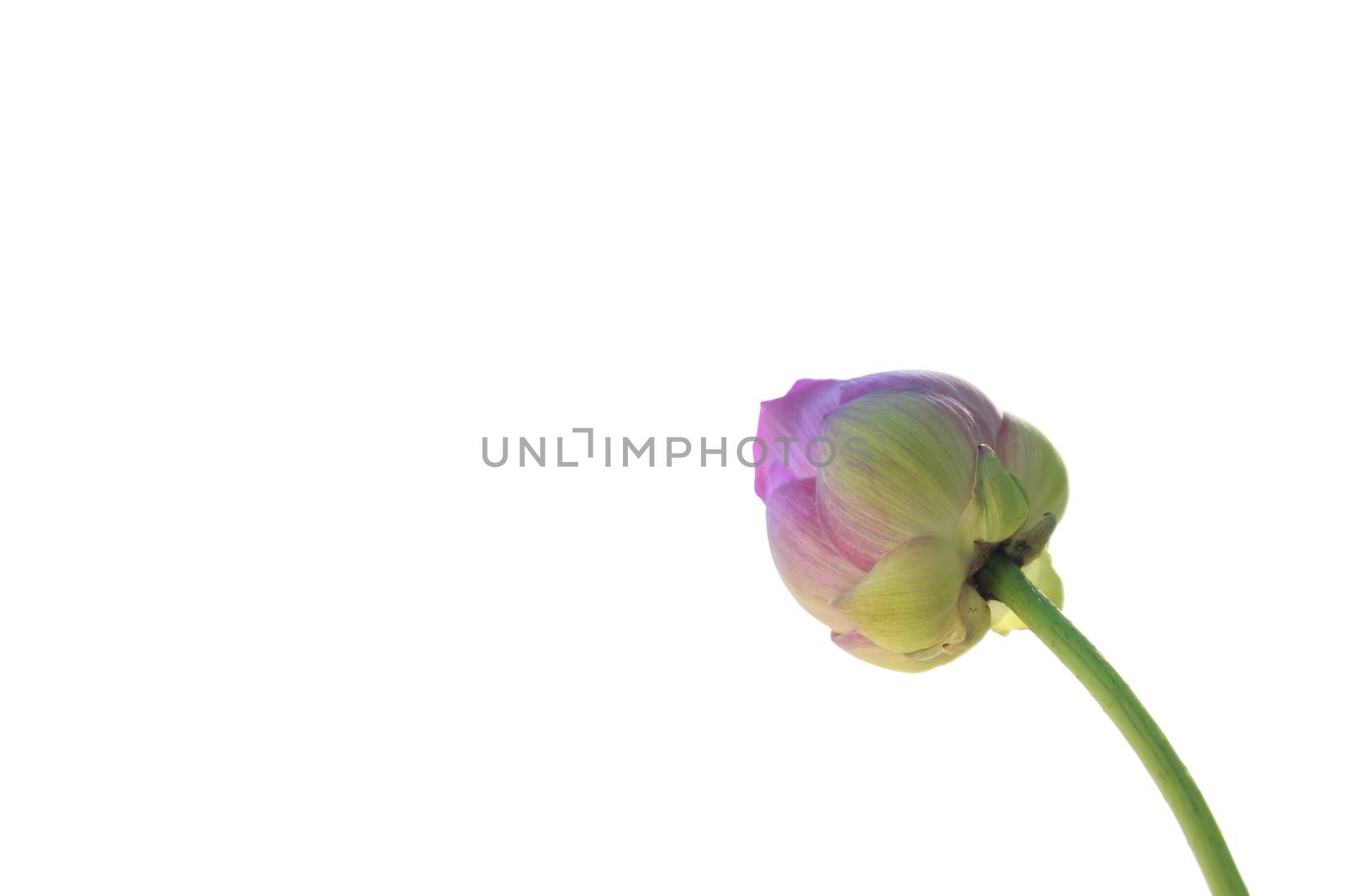 Lotus "Melumbo nucifera" by AEyZRiO