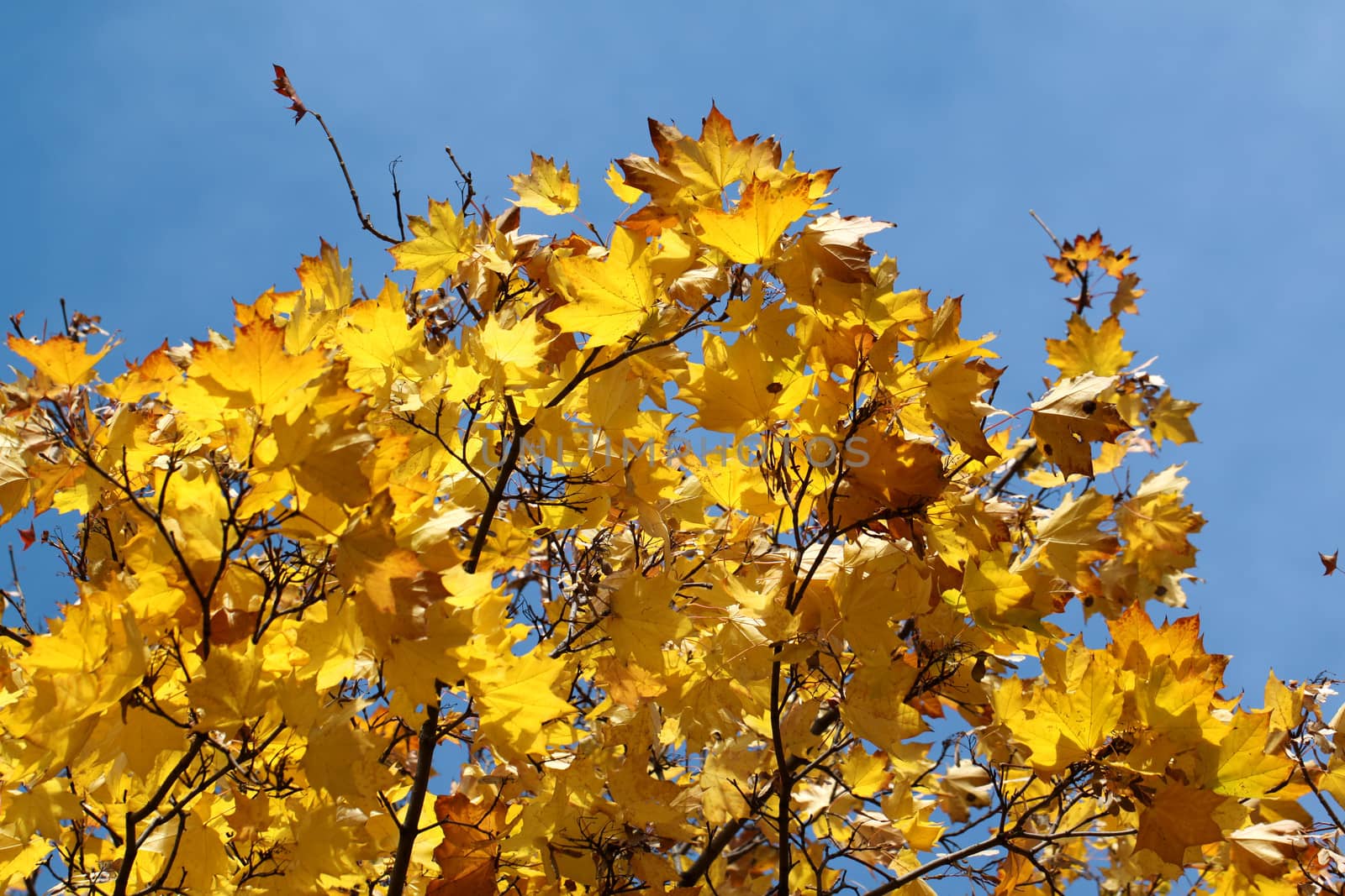 Yellow autumn maple leaves