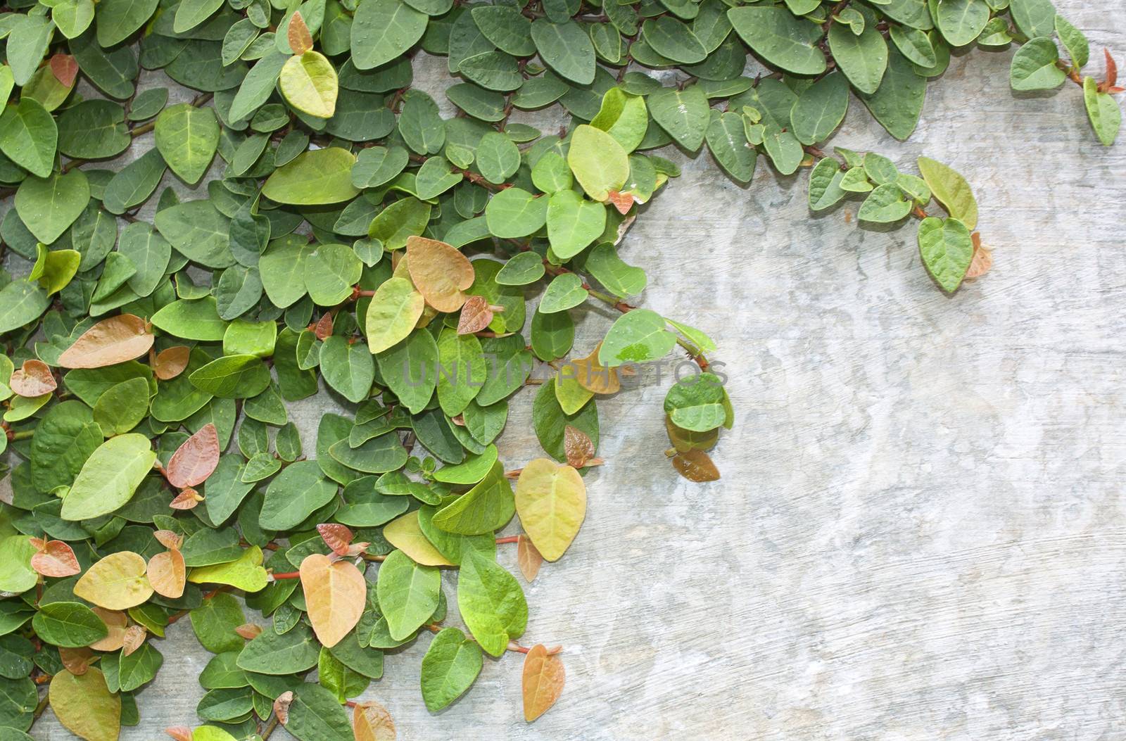 Climbing fig tree and white wall old