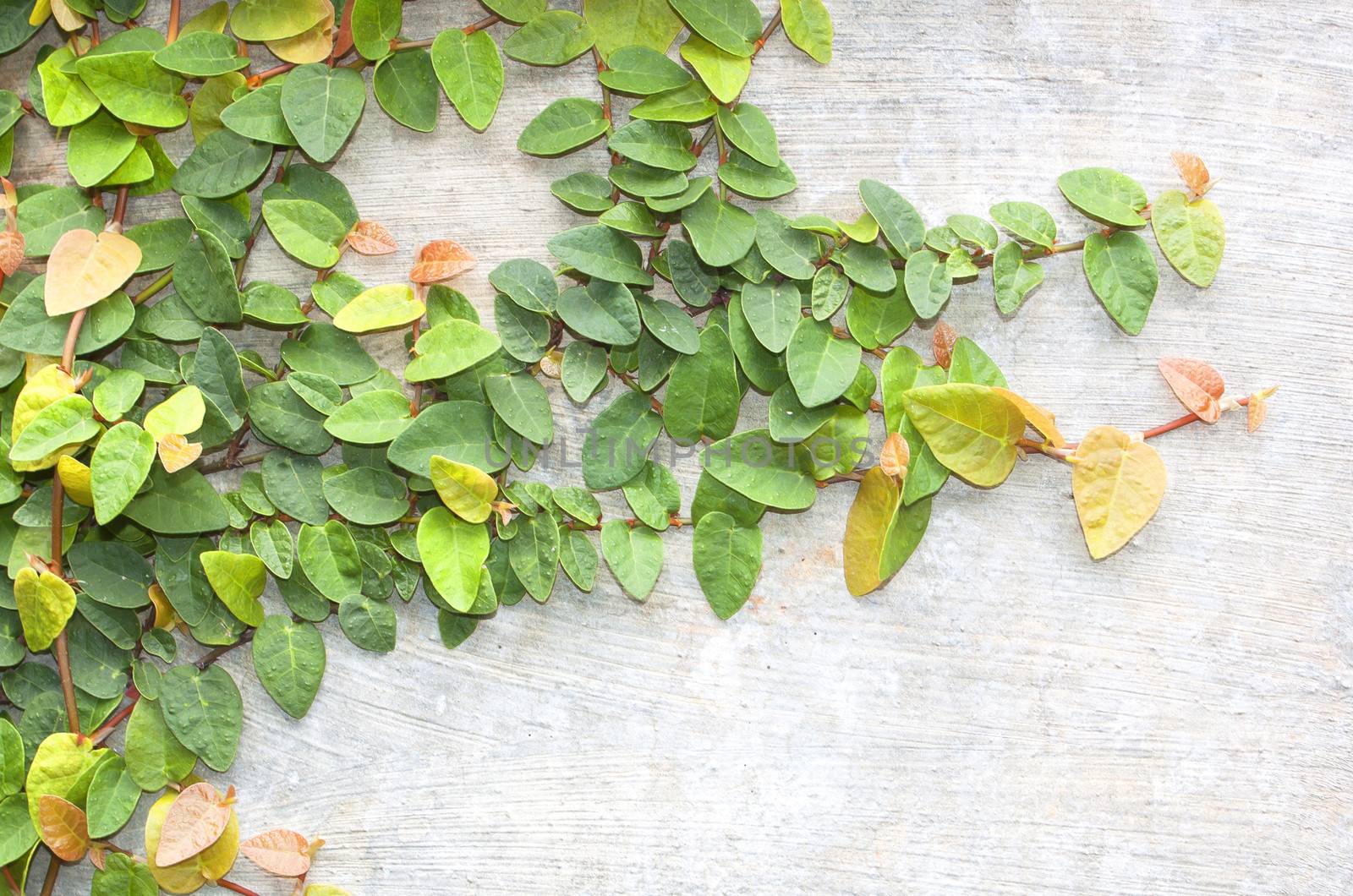 Climbing fig tree and white wall old