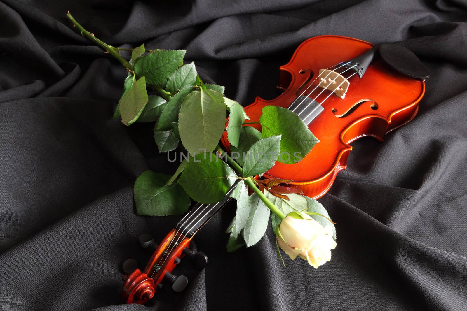 Violin by sagasan