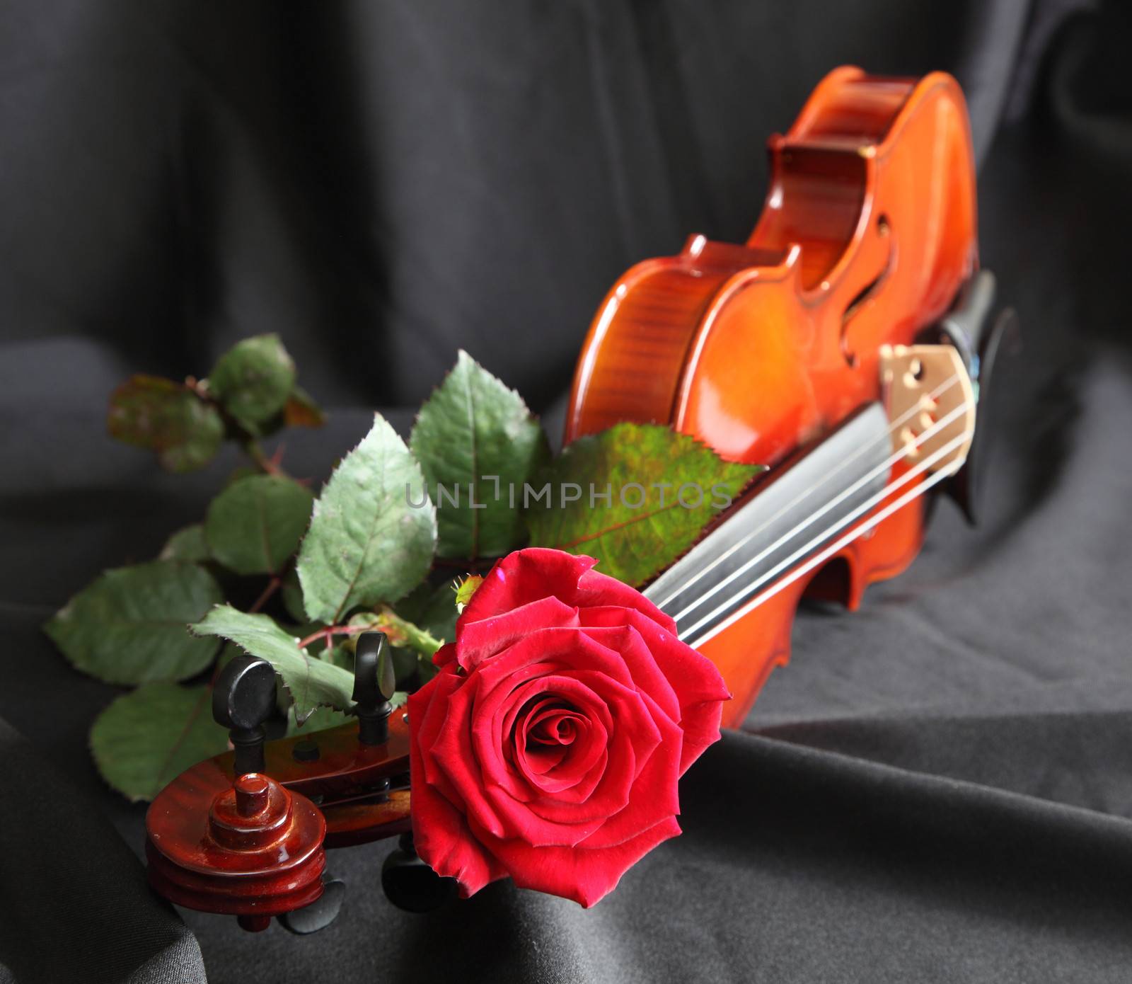 Violin with a red rose on a black background