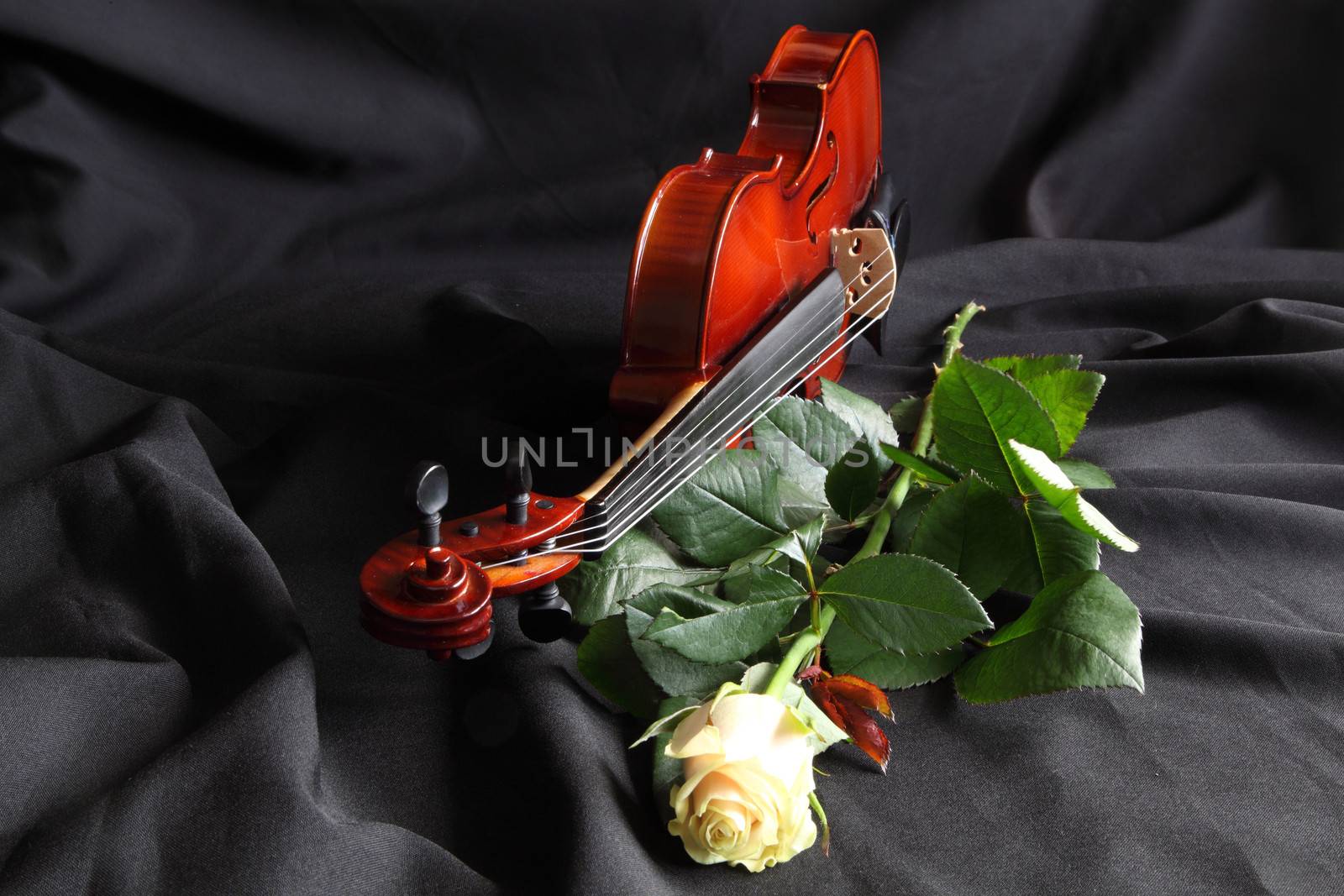 Violin with a white rose on a black background