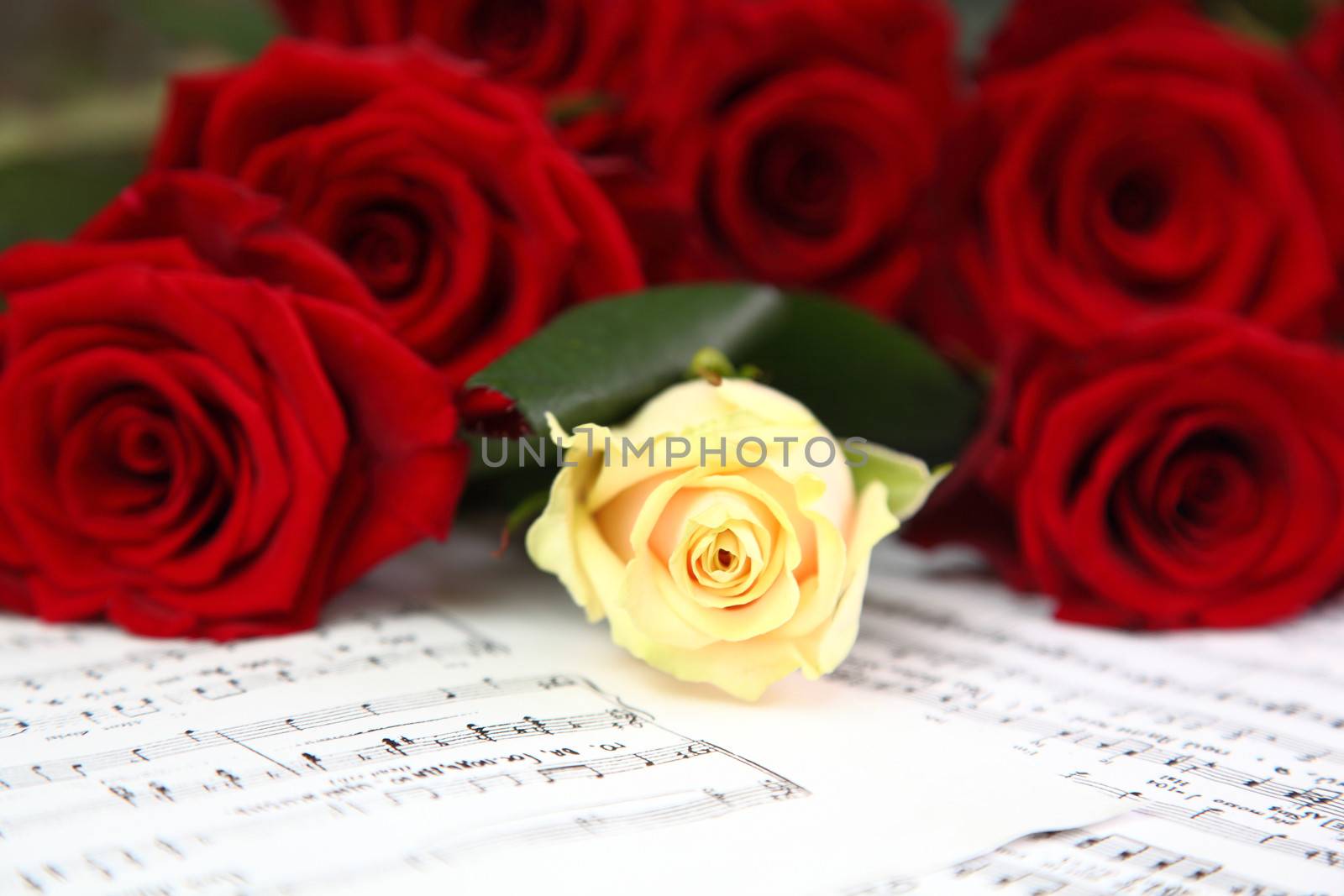 red and white roses on a sheet with notes