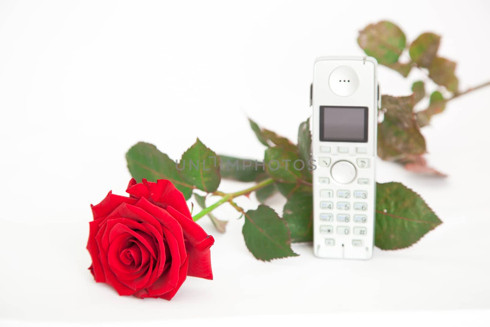 red roses with telephone isolated on white