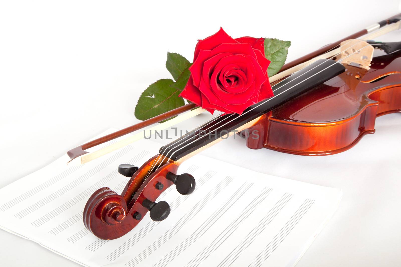 Viola with red roses on notes sheet