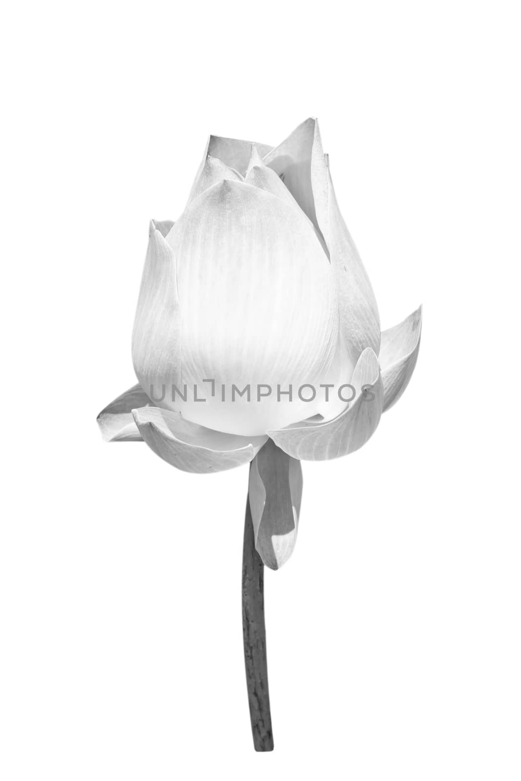 Beautiful  lotus black (Single lotus flower isolated on white background) black