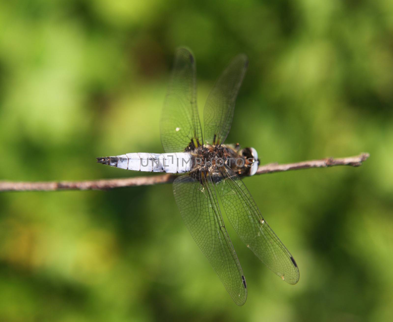 Dragonfly on a branch close.