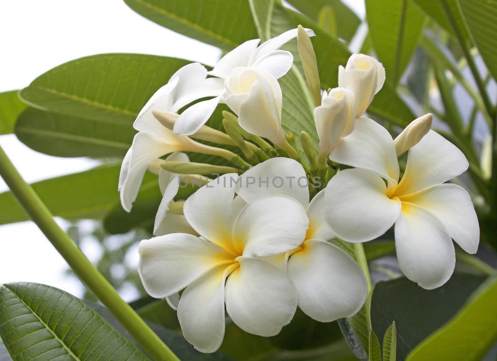 Balinese flower blooming fresh green summer nature.