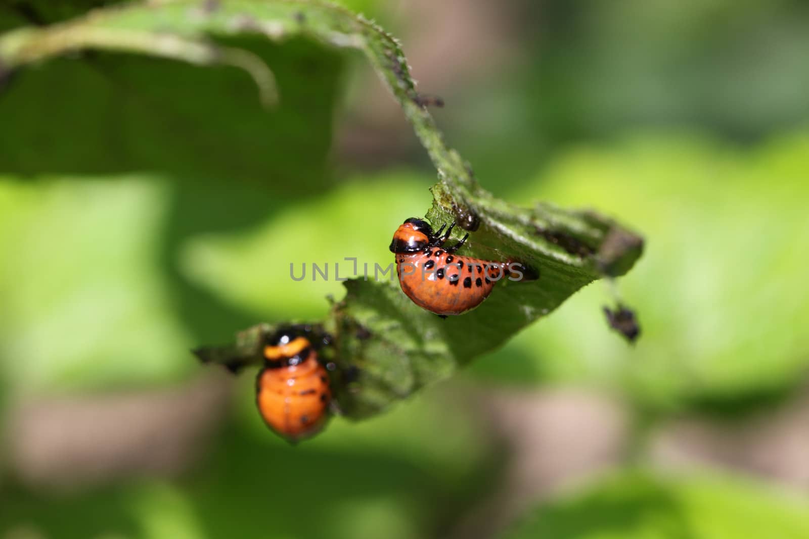 Colorado potato beetle on potato