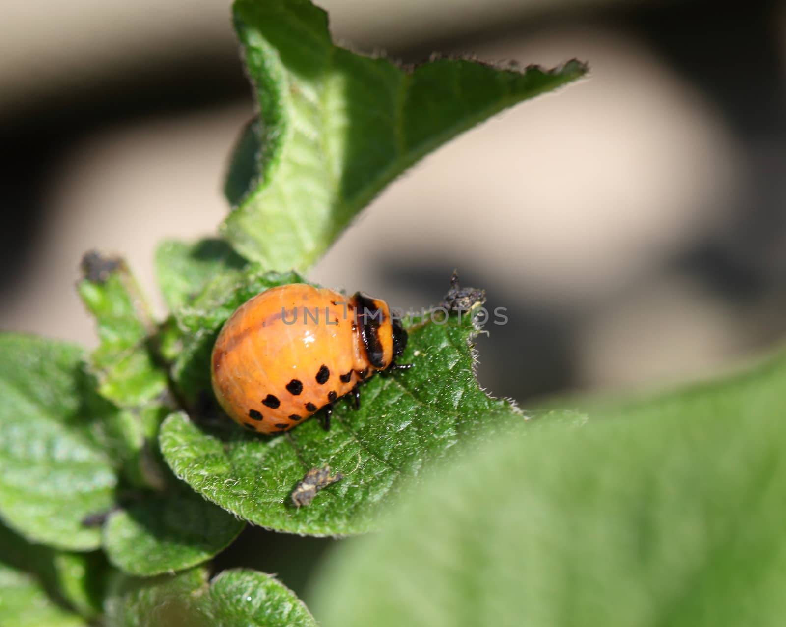 Colorado potato beetle on potato