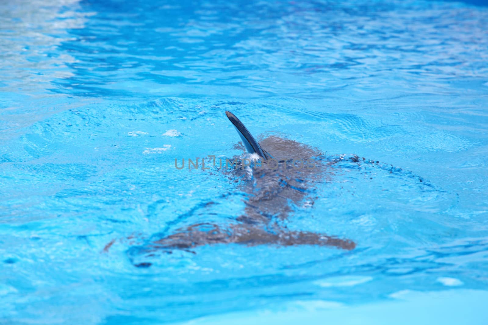 Dolphin in the clear water