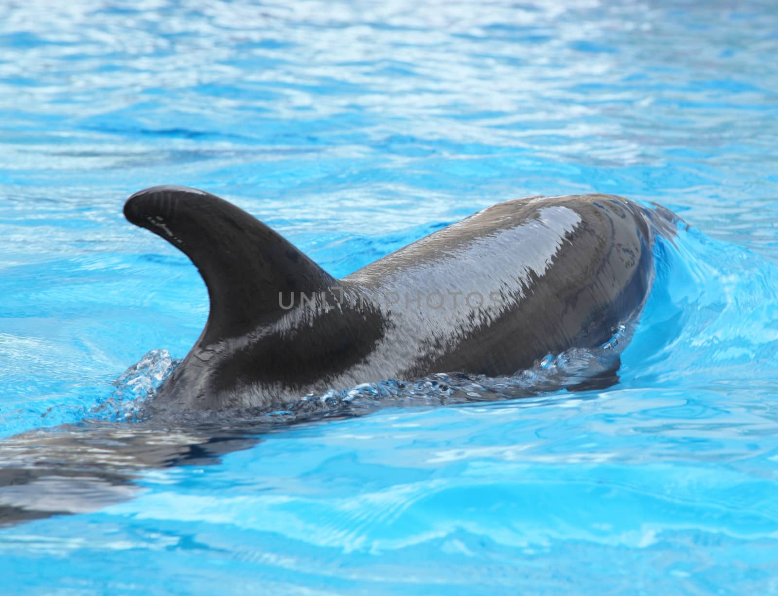 Dolphin in the clear water