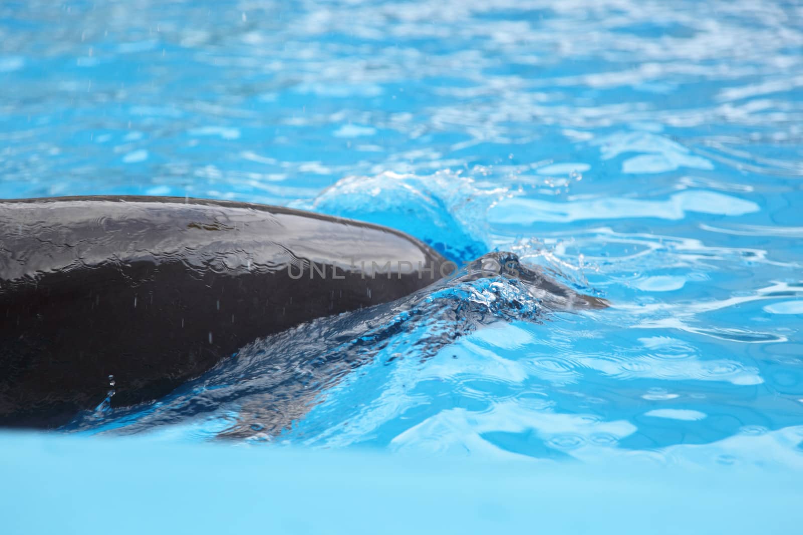 dolphin in the water