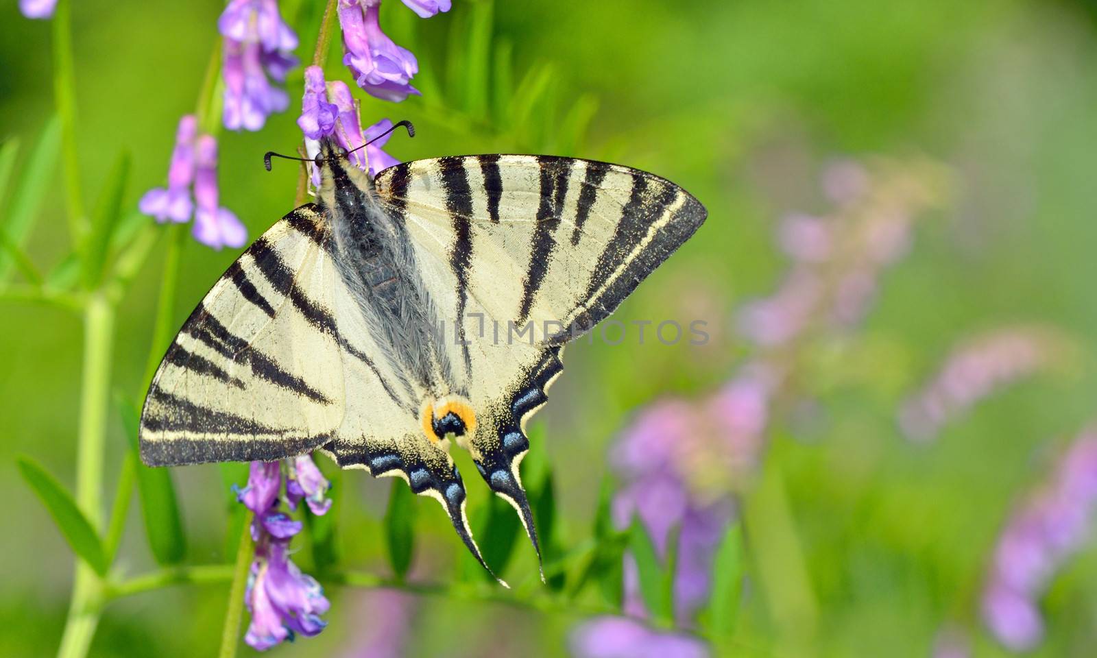 butterfly on flower by mady70