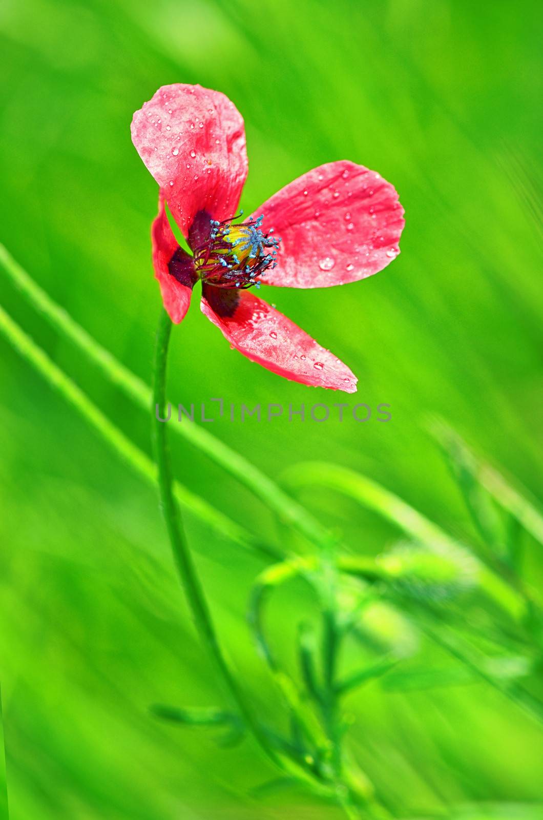 pink flower on natural background