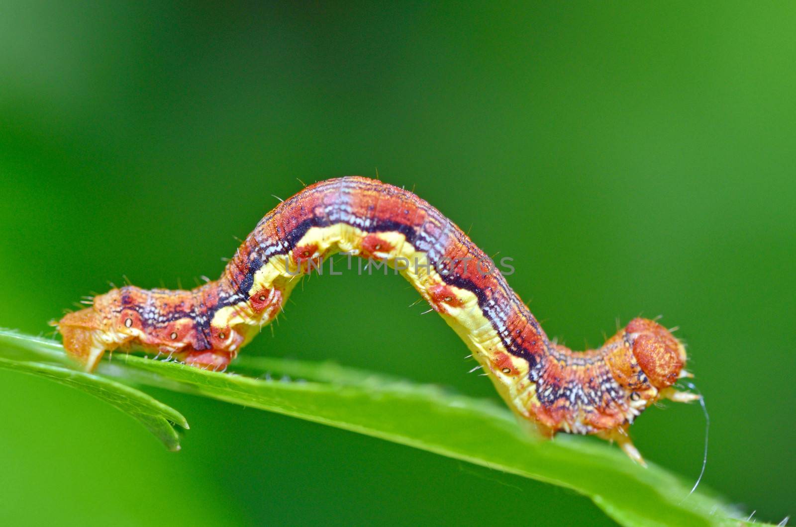 colorful caterpillar on natural background