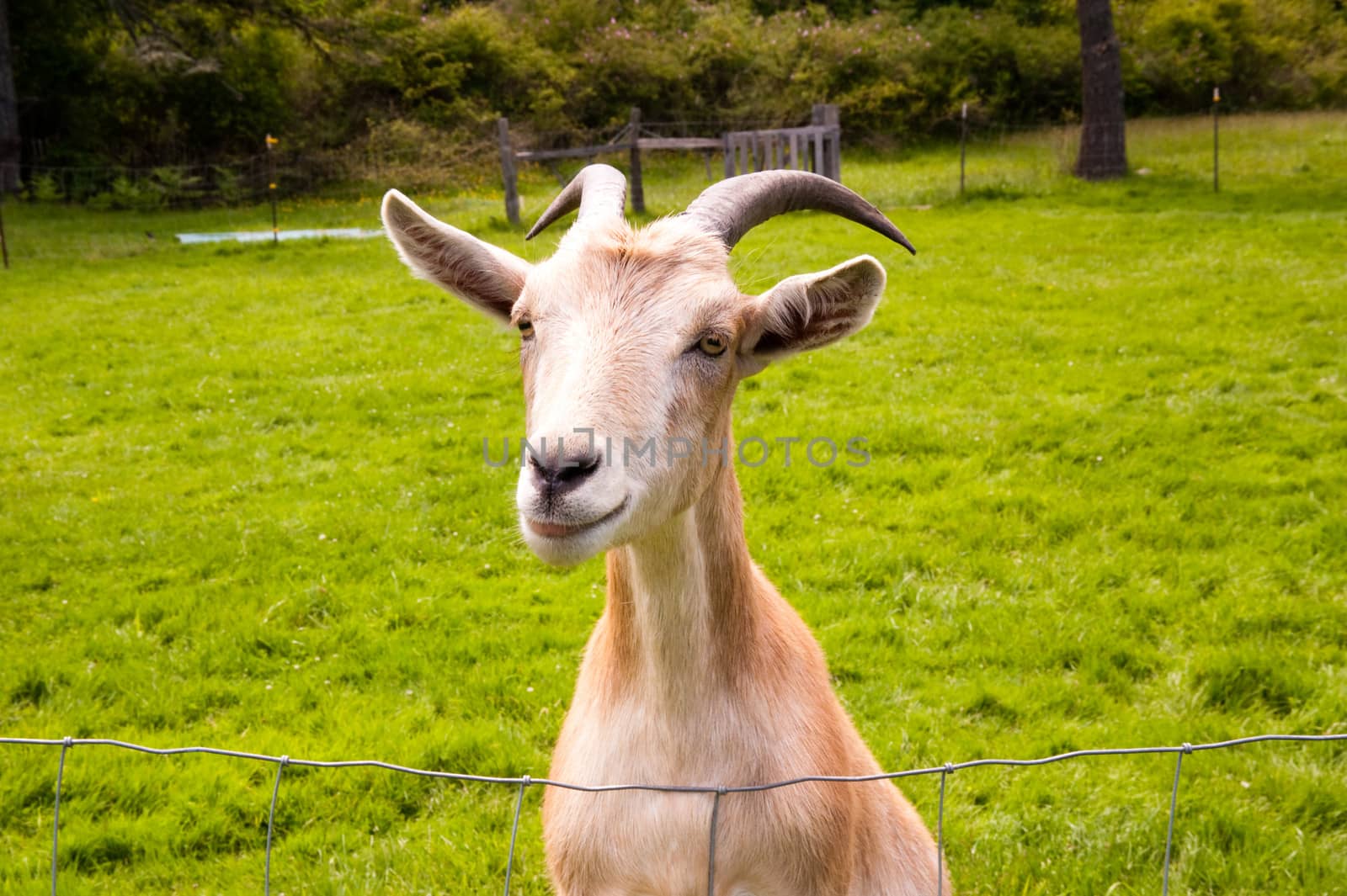 Goat on a farm