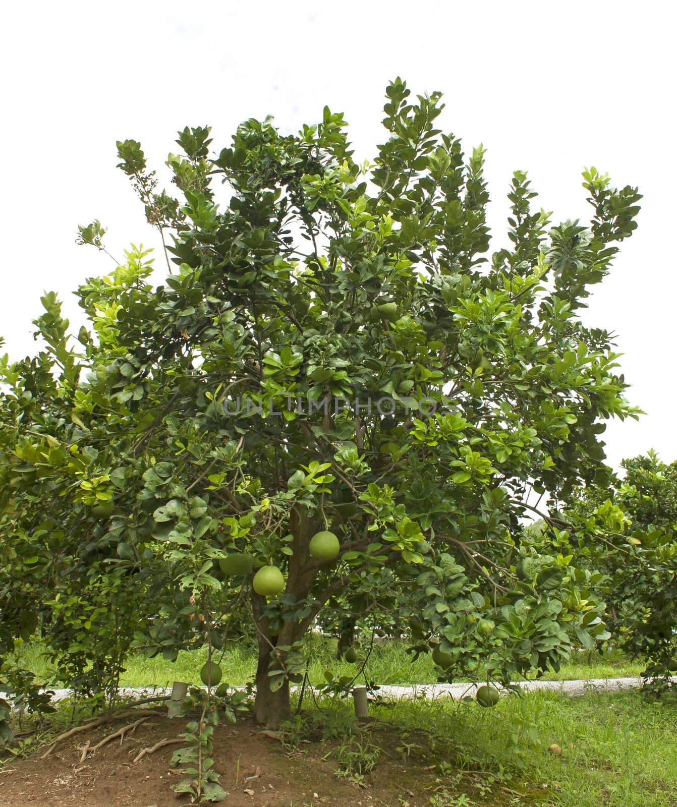 Pomelo tree. name is Tubtim siam of Thailand.