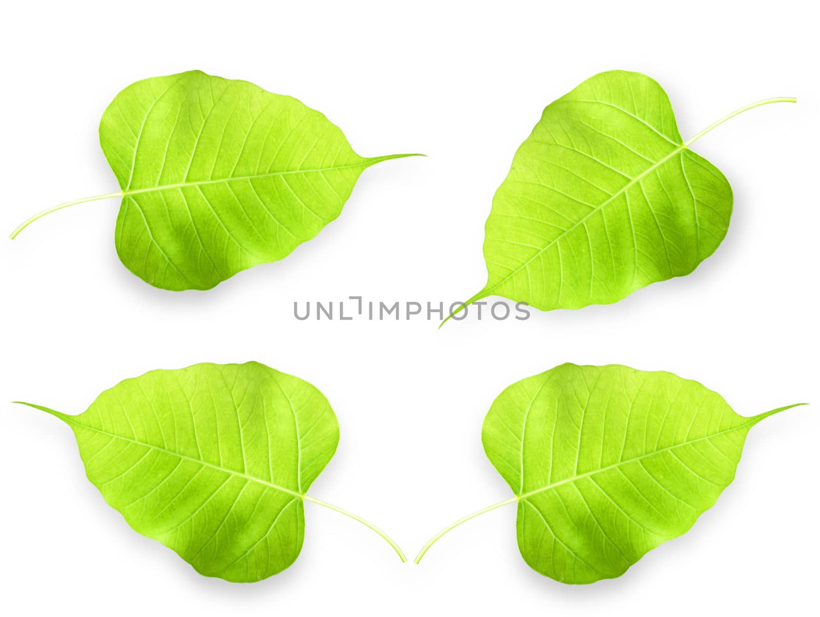 One green leaf isolated on white background.