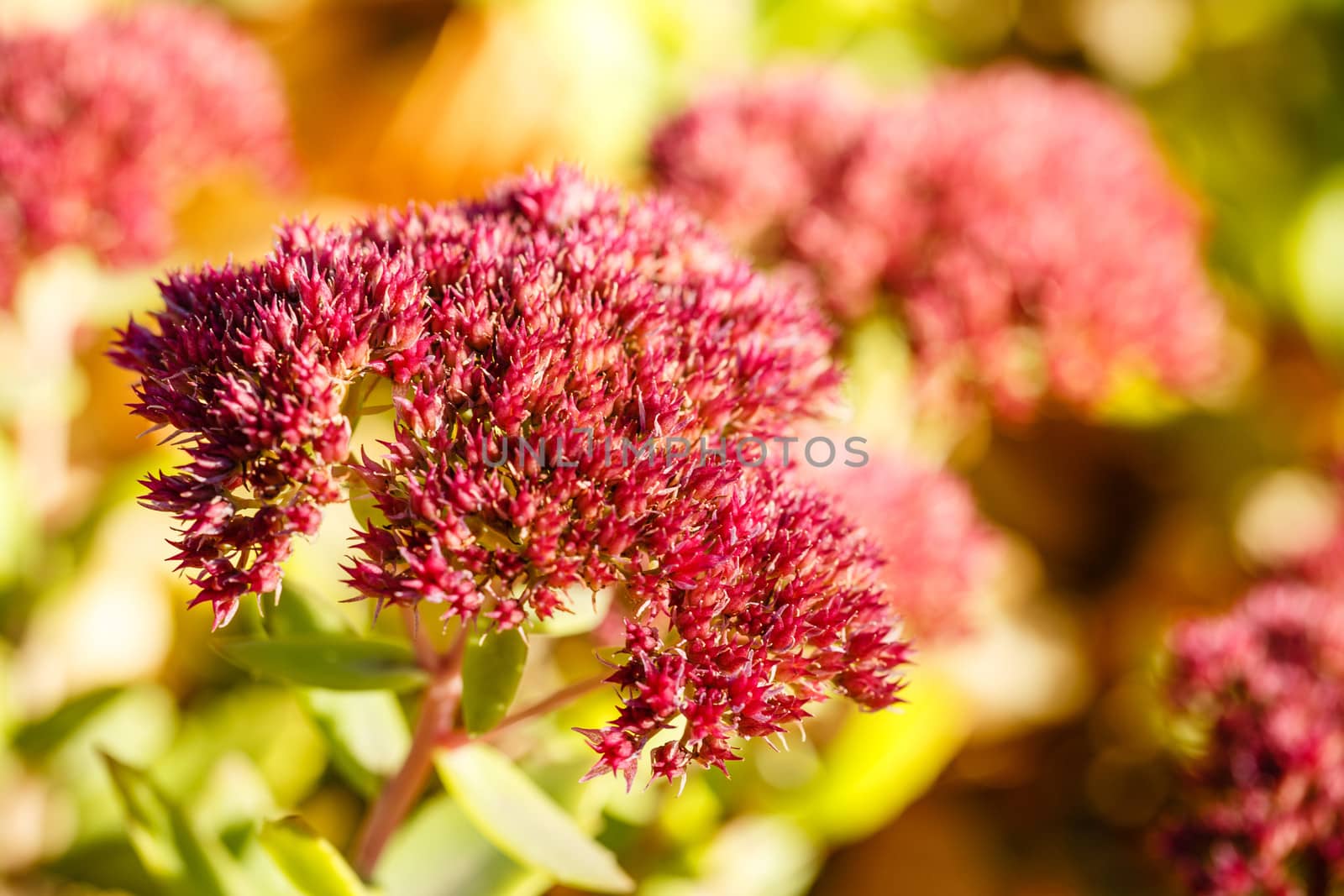 Autumn flower close-up shot in the woods