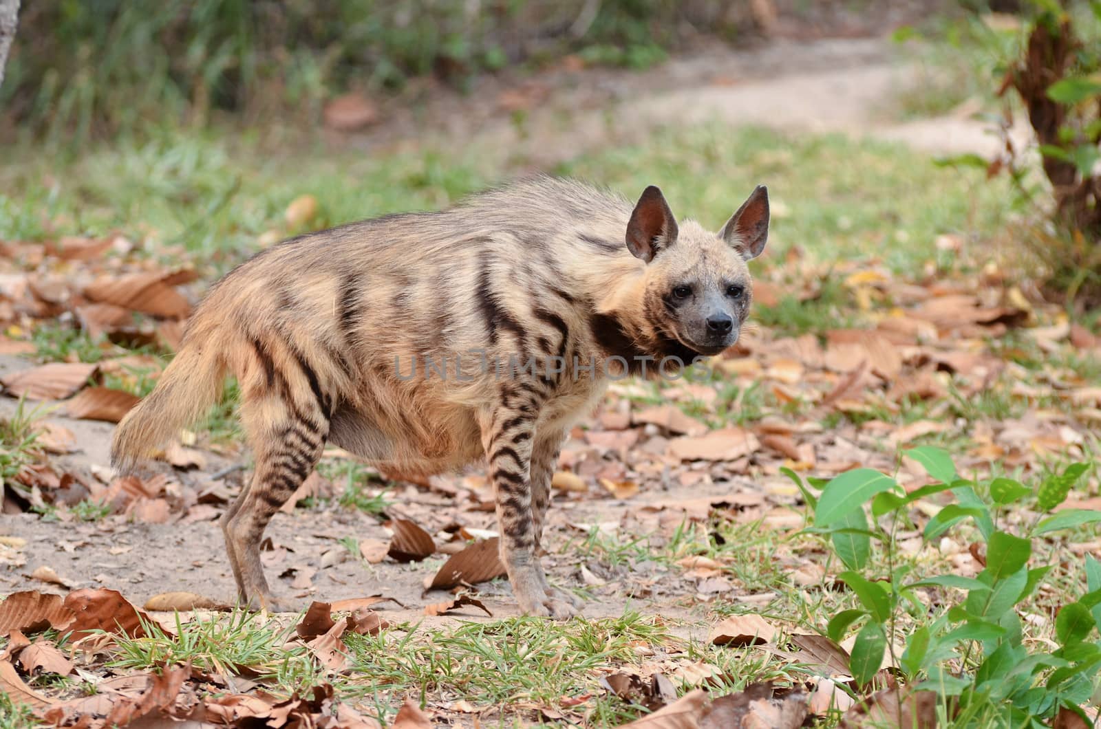 striped hyena, the african wildlife