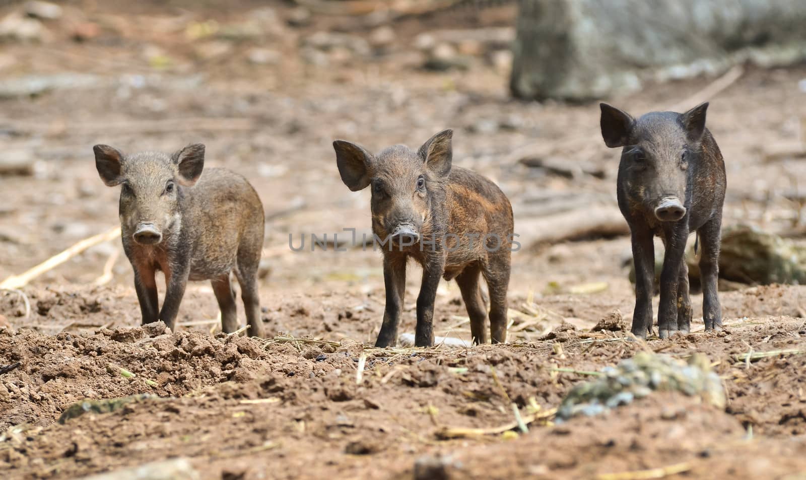 baby wild boar in nature