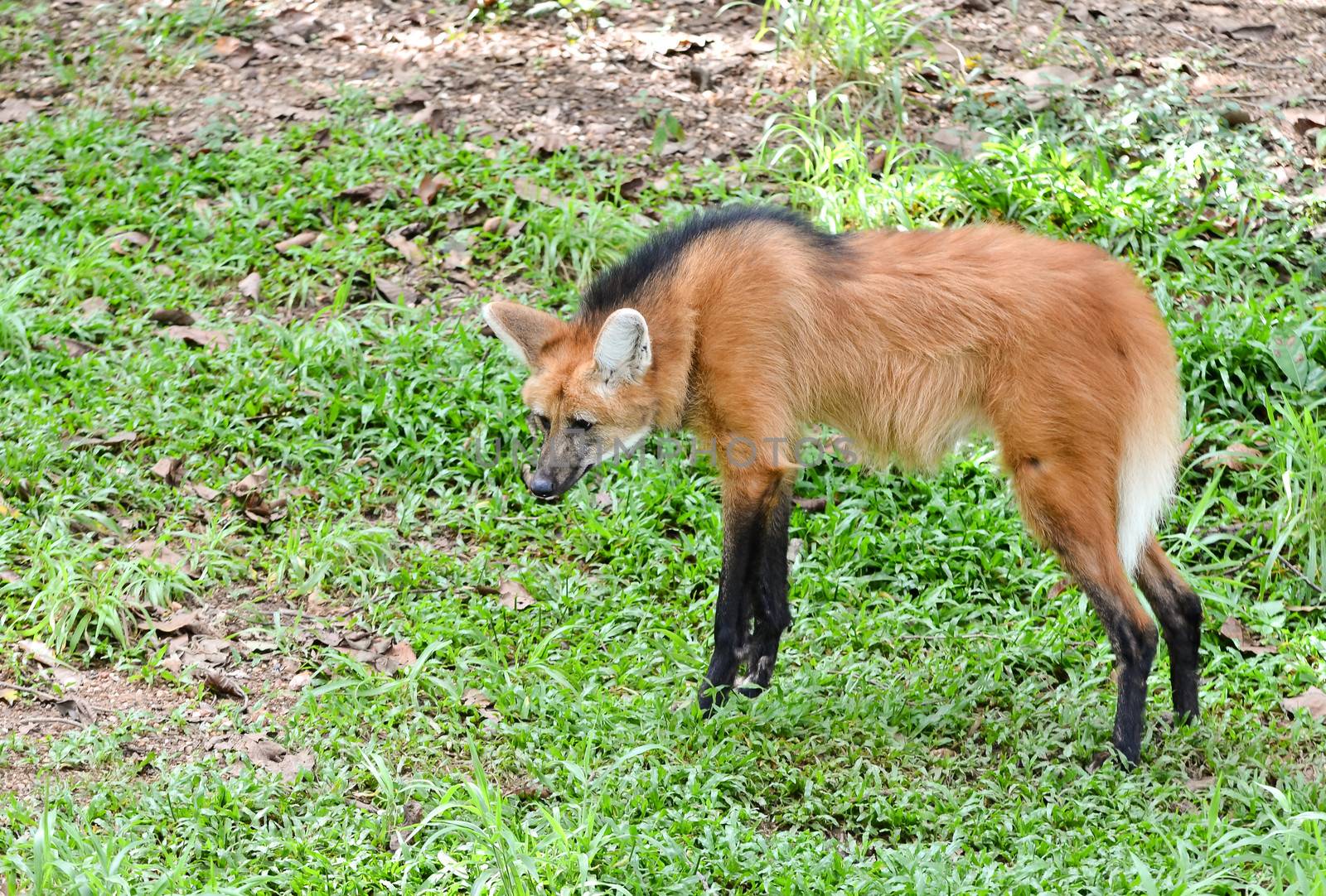 maned wolf stand on grass