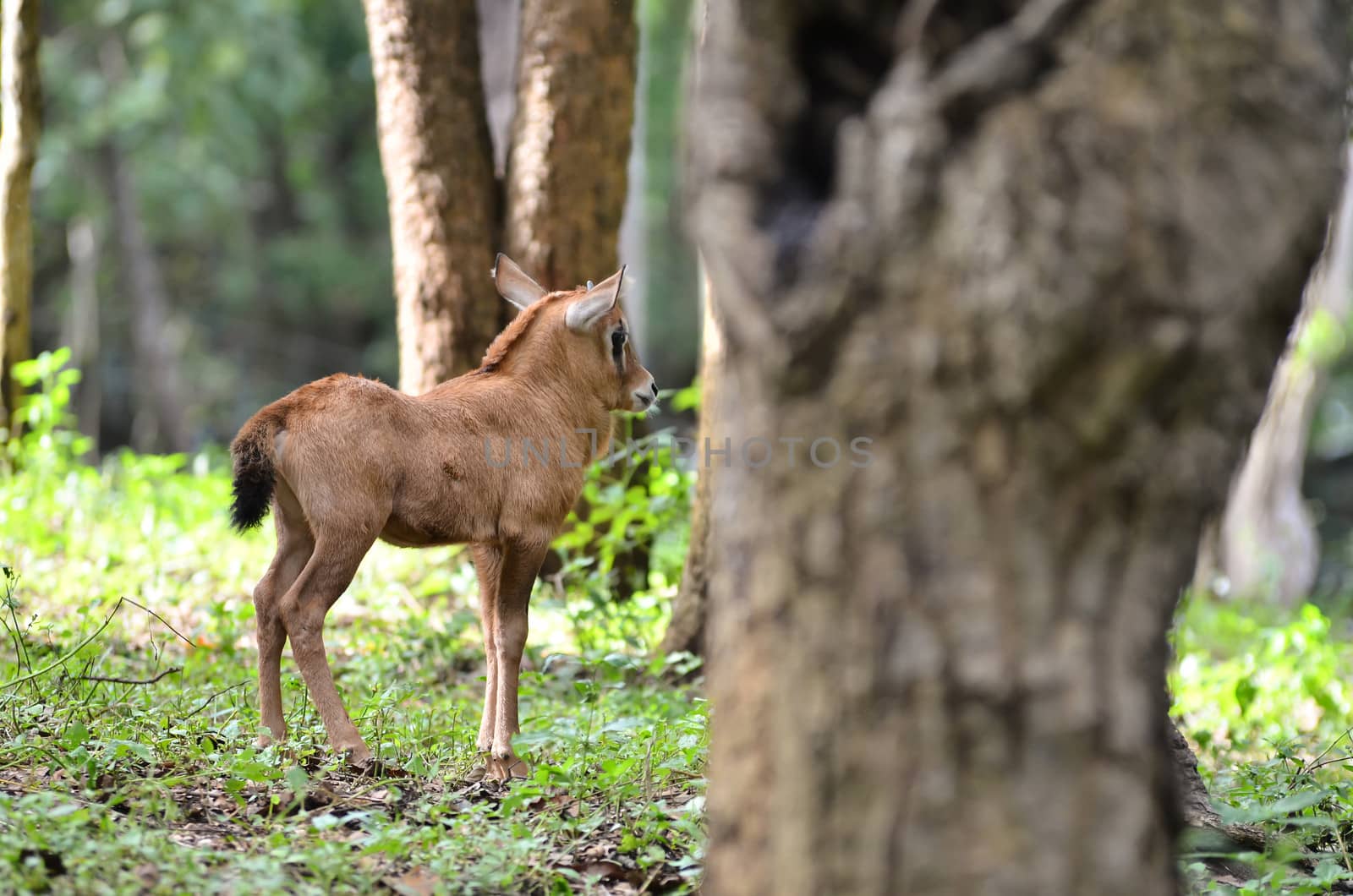 young oryx in nature