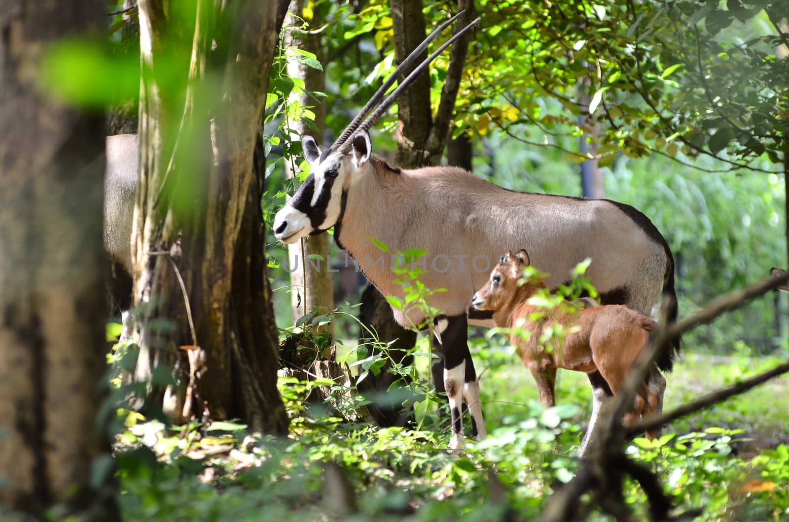 oryx with baby in nature