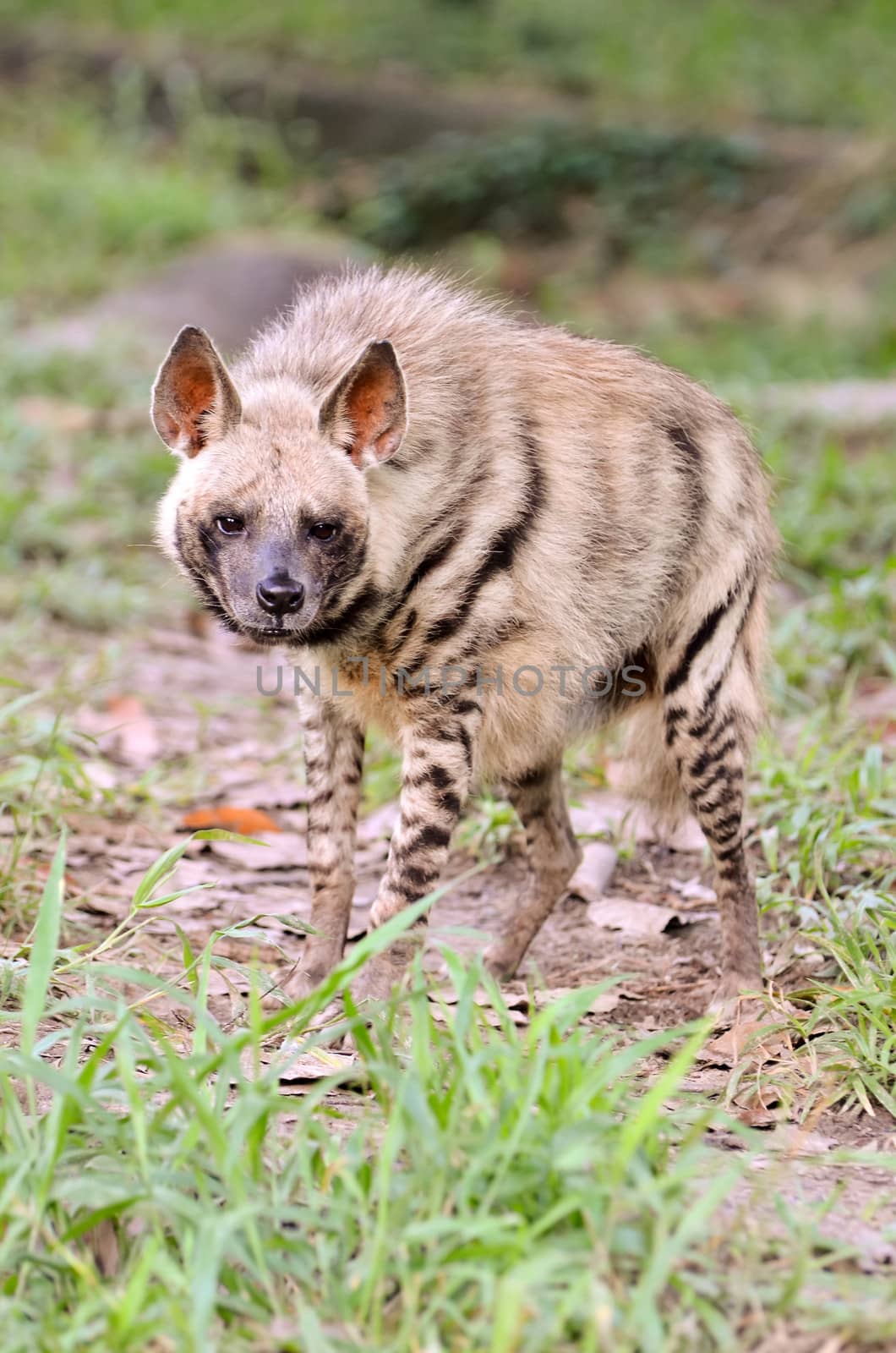 striped hyena, the african wildlife
