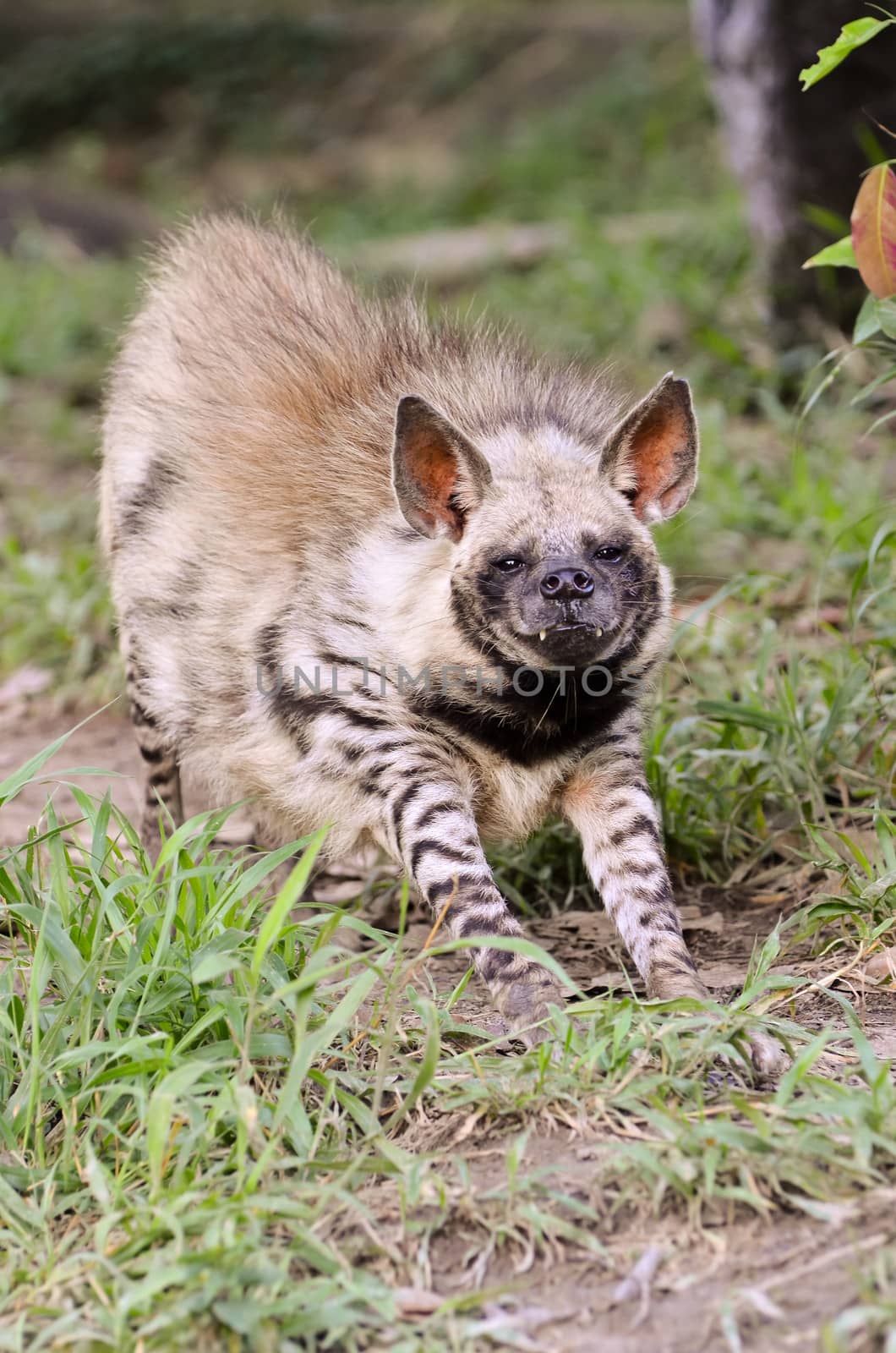 striped hyena, the african wildlife