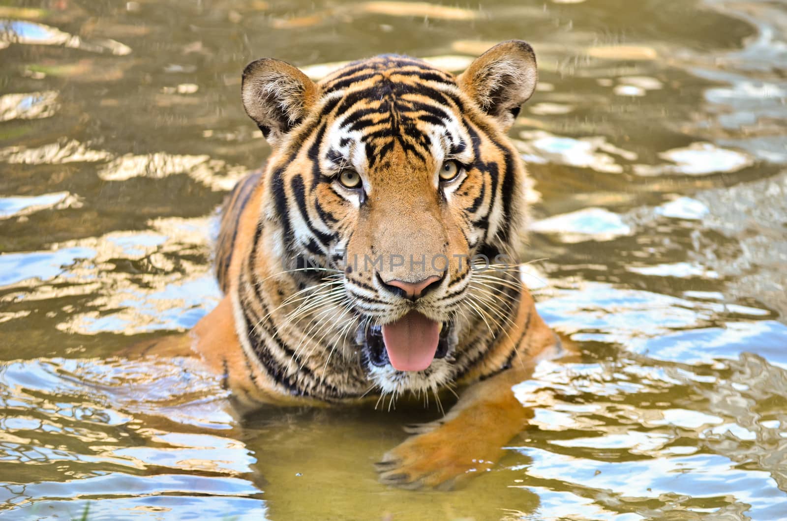 bengal tiger lay down in the river