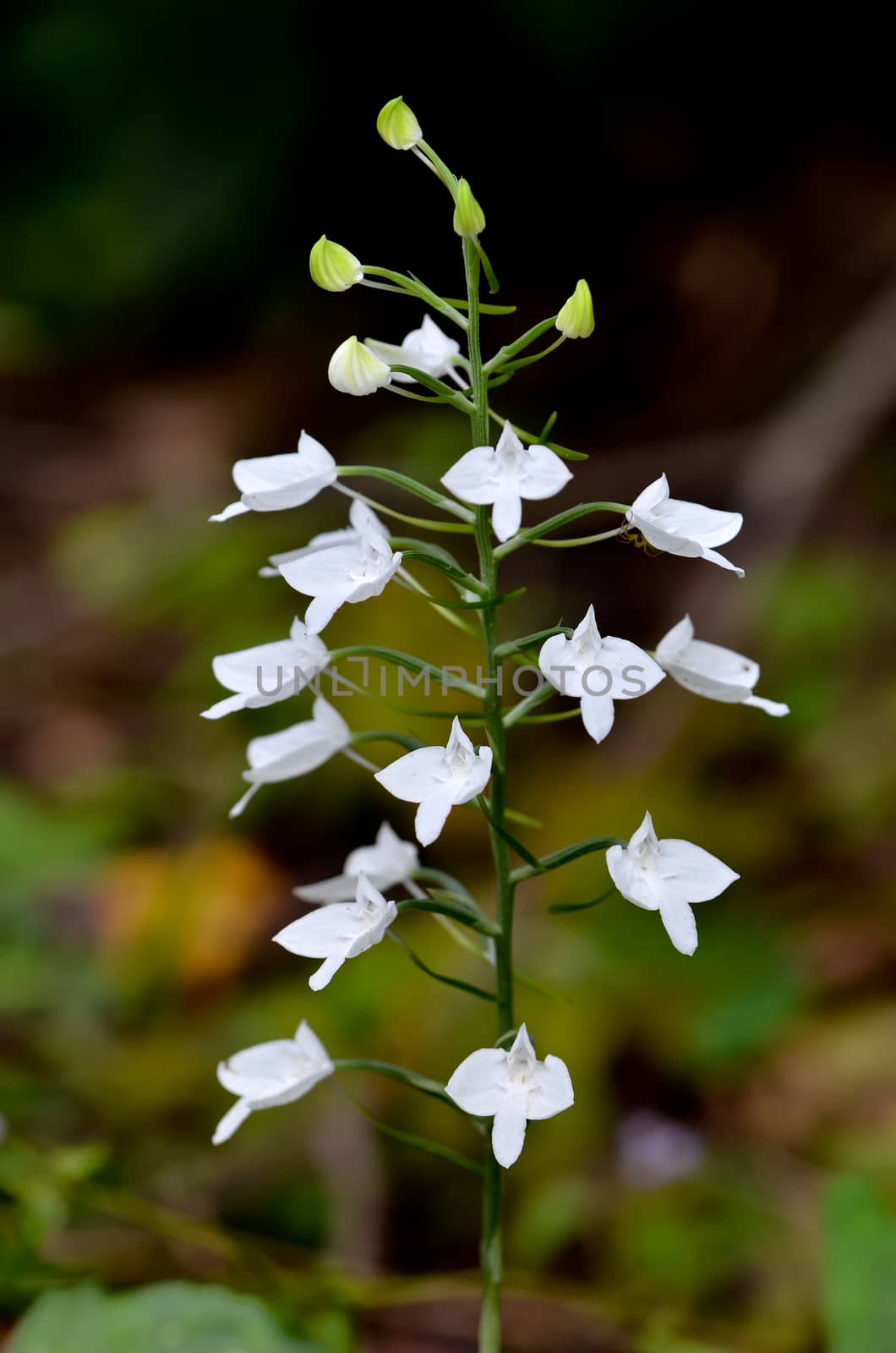 herbenaria lindleyana, wild orchid in thailand