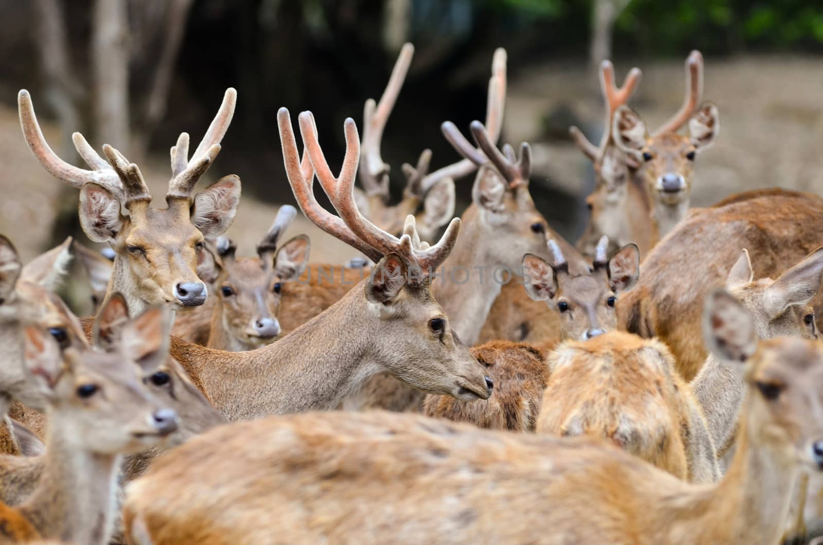 group of male and female rusa deer