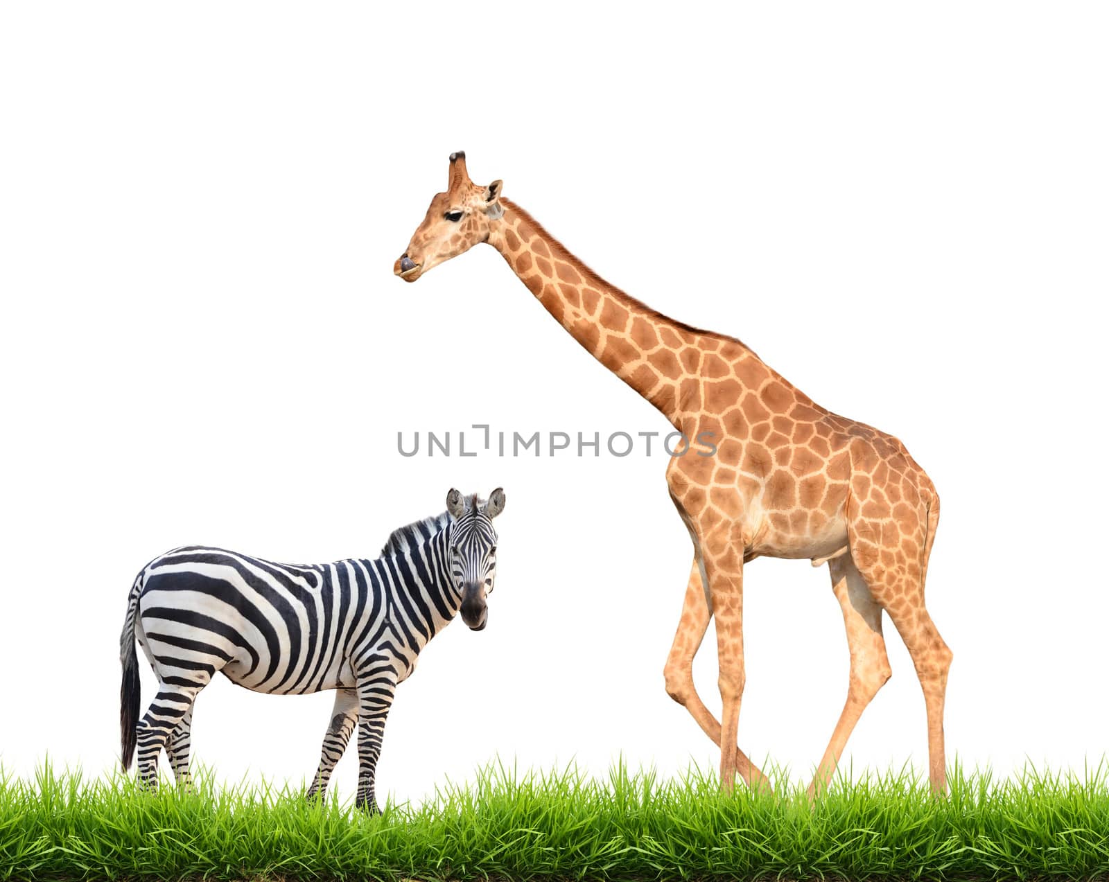 zebra  giraffe with green grass isolated on white background