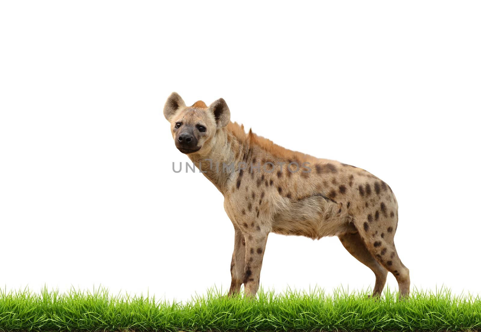 spotted hyena with green grass isolated on white background