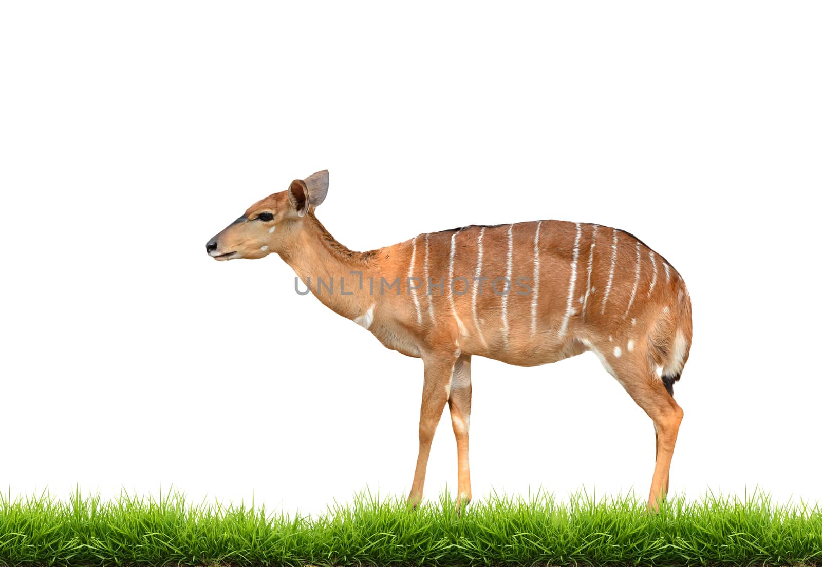 nyala with green grass isolated on white background