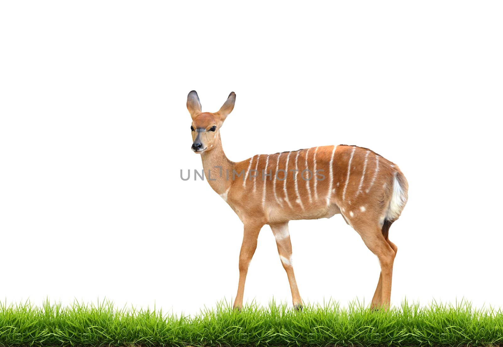 nyala with green grass isolated on white background