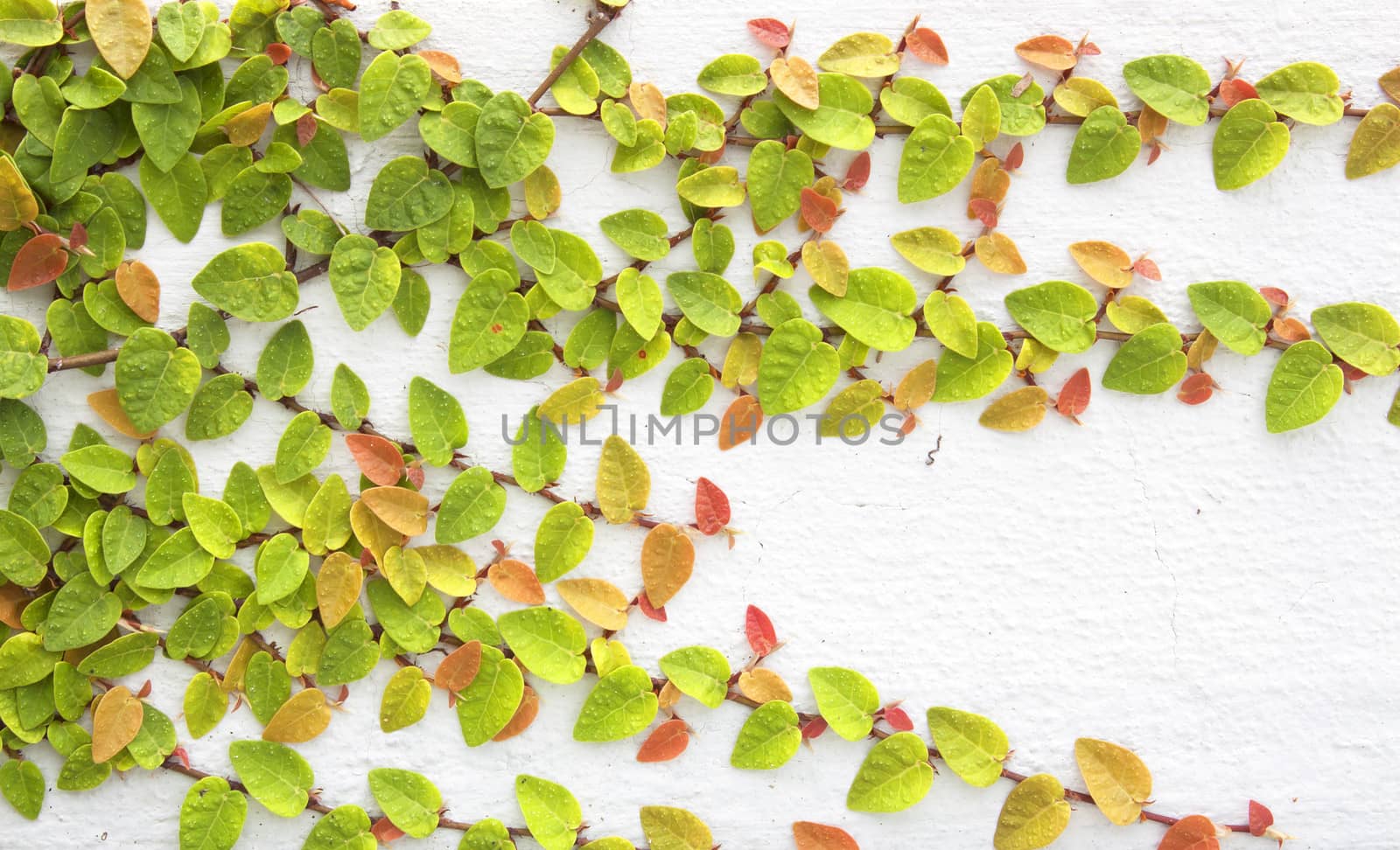 Climbing fig tree and white wall old.