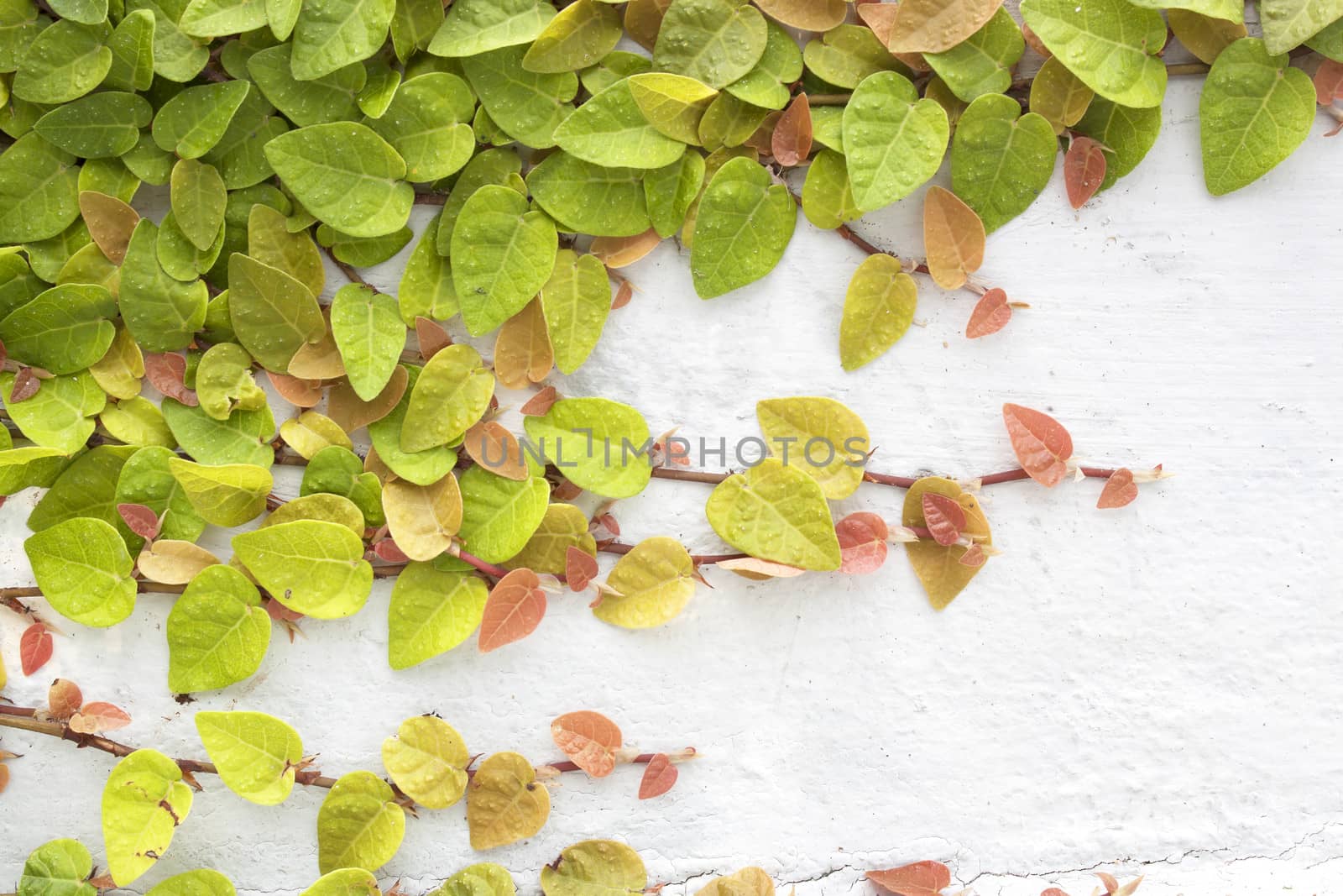 Climbing fig tree and white wall old.