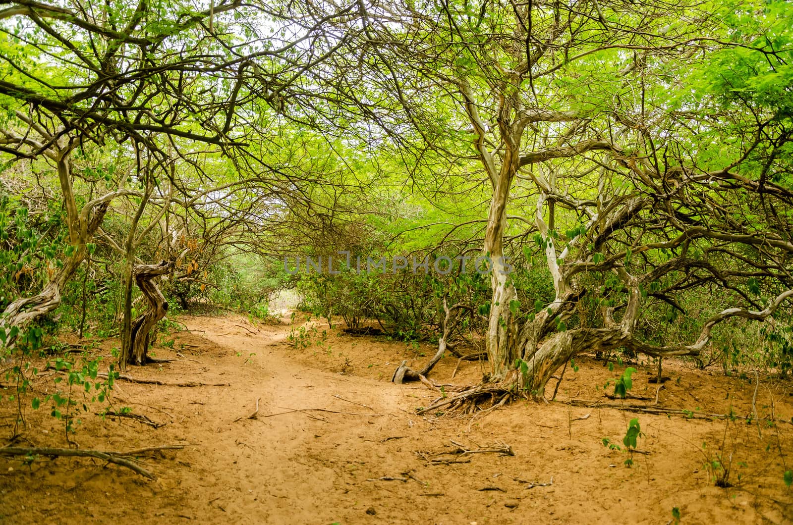 Path through a dry forest in La Guajira, Colombia
