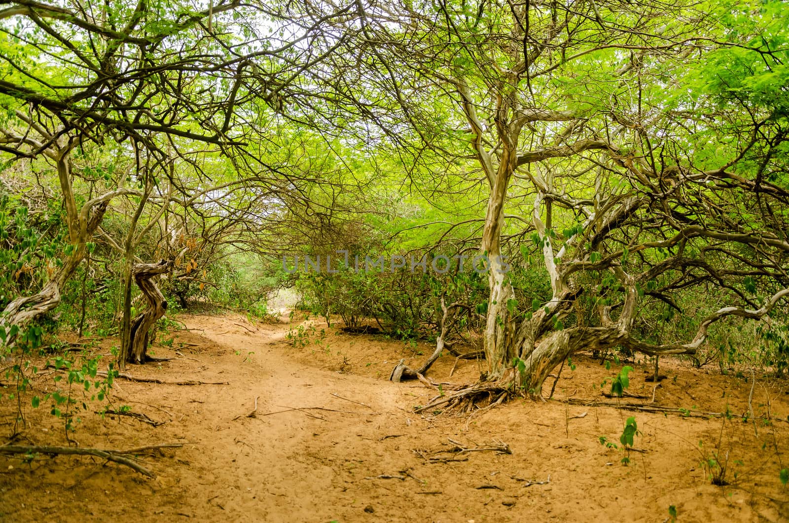 Path through a dry forest in La Guajira, Colombia